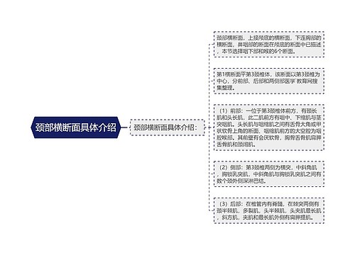 颈部横断面具体介绍