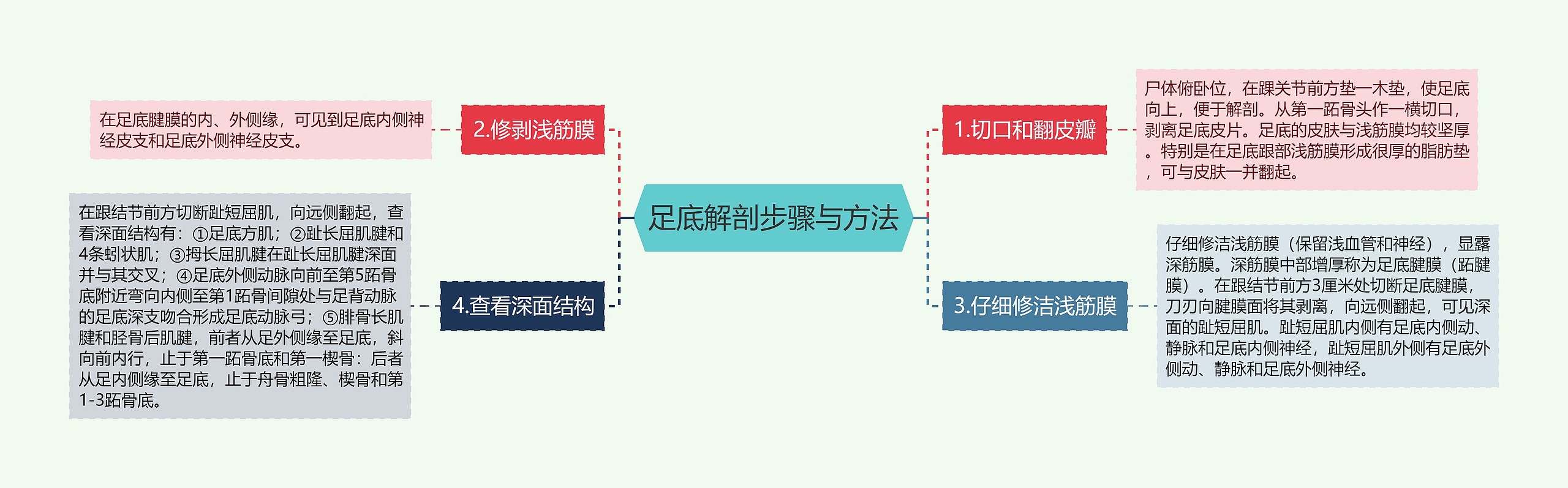 足底解剖步骤与方法 足底解剖步骤与方法