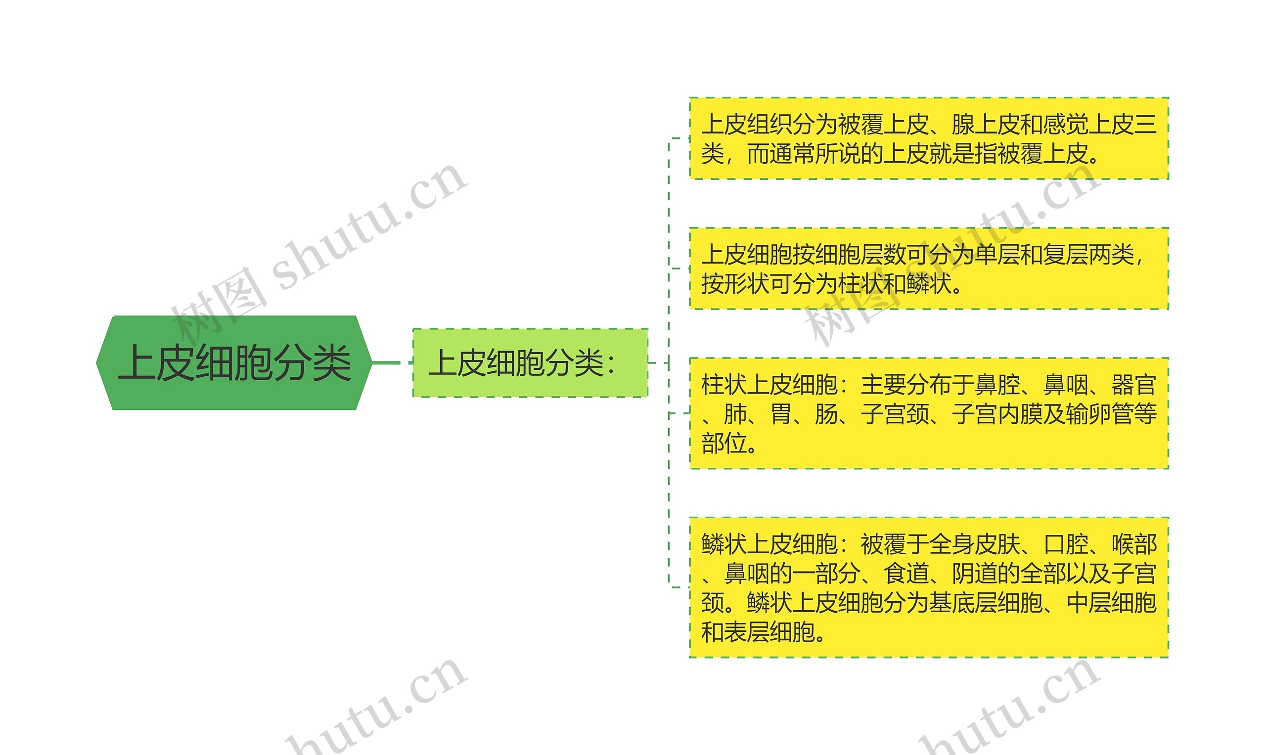 上皮细胞分类思维导图