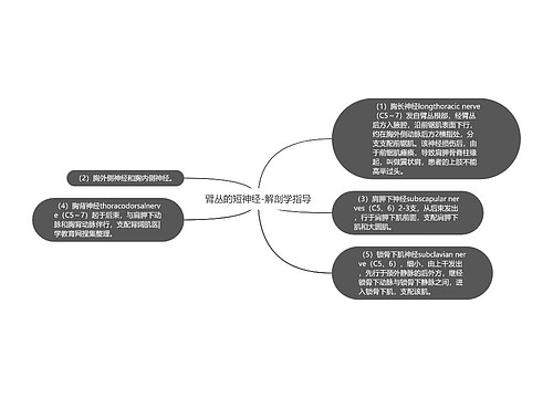 臂丛的短神经-解剖学指导