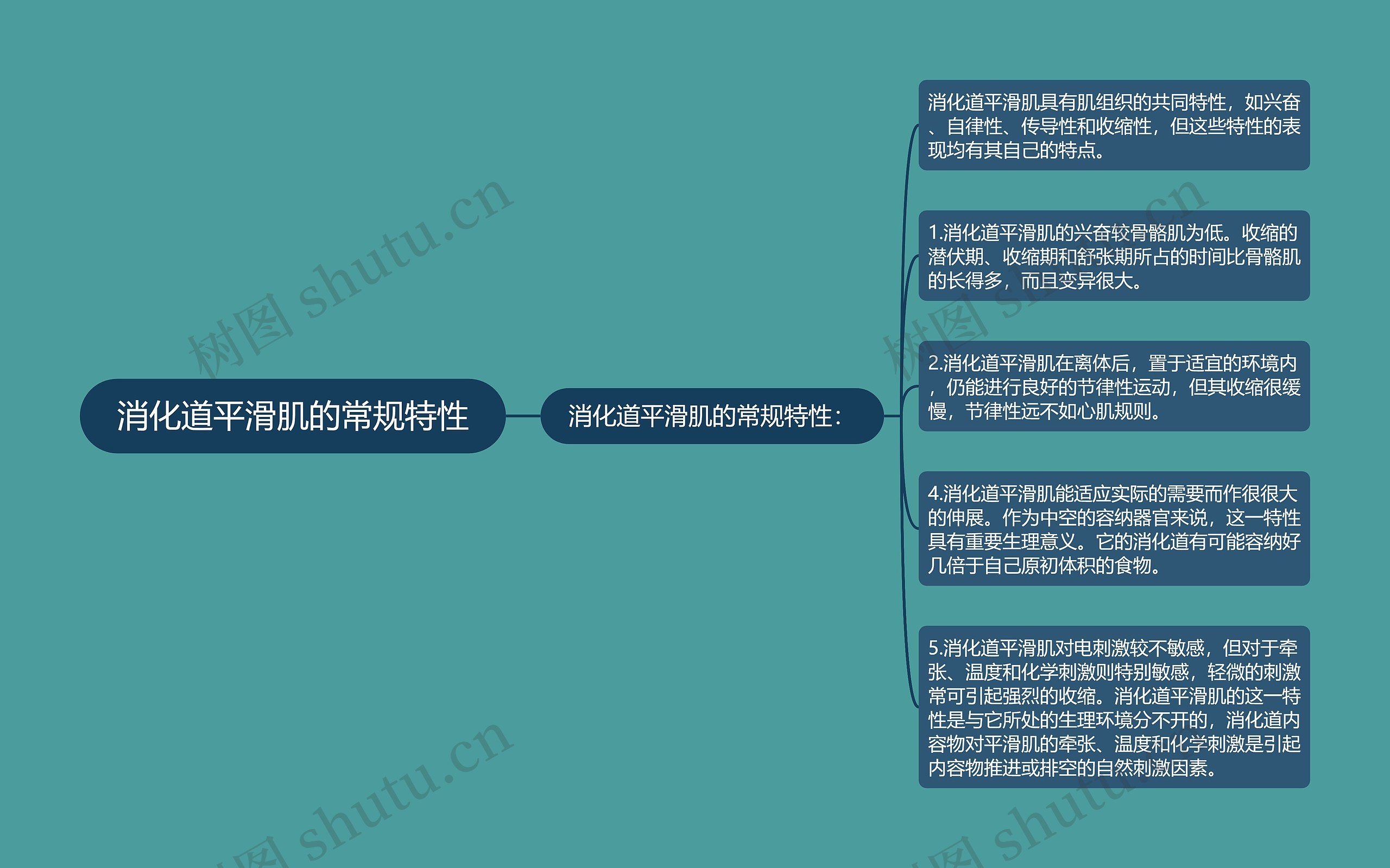 消化道平滑肌的常规特性