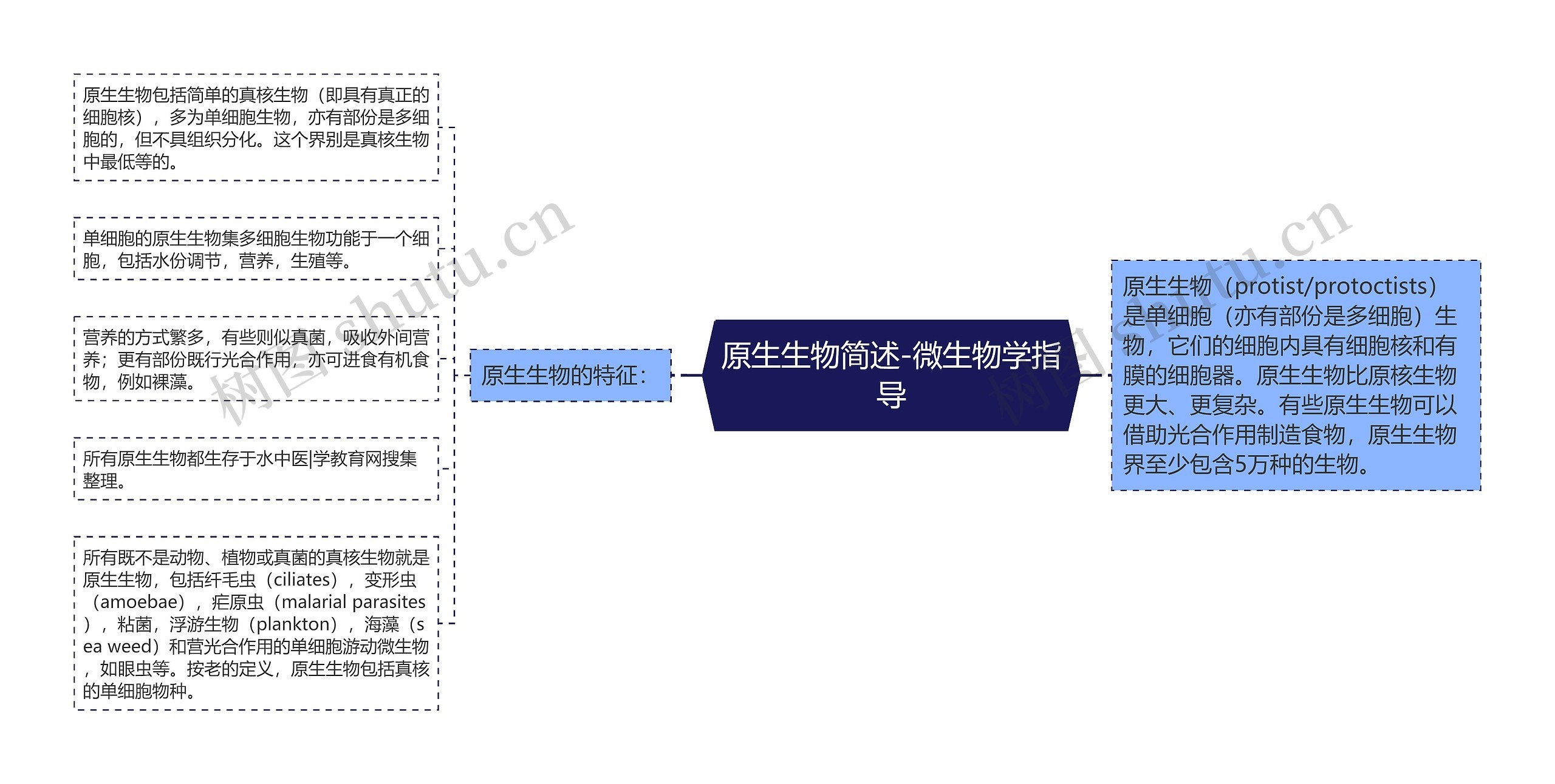 原生生物简述-微生物学指导