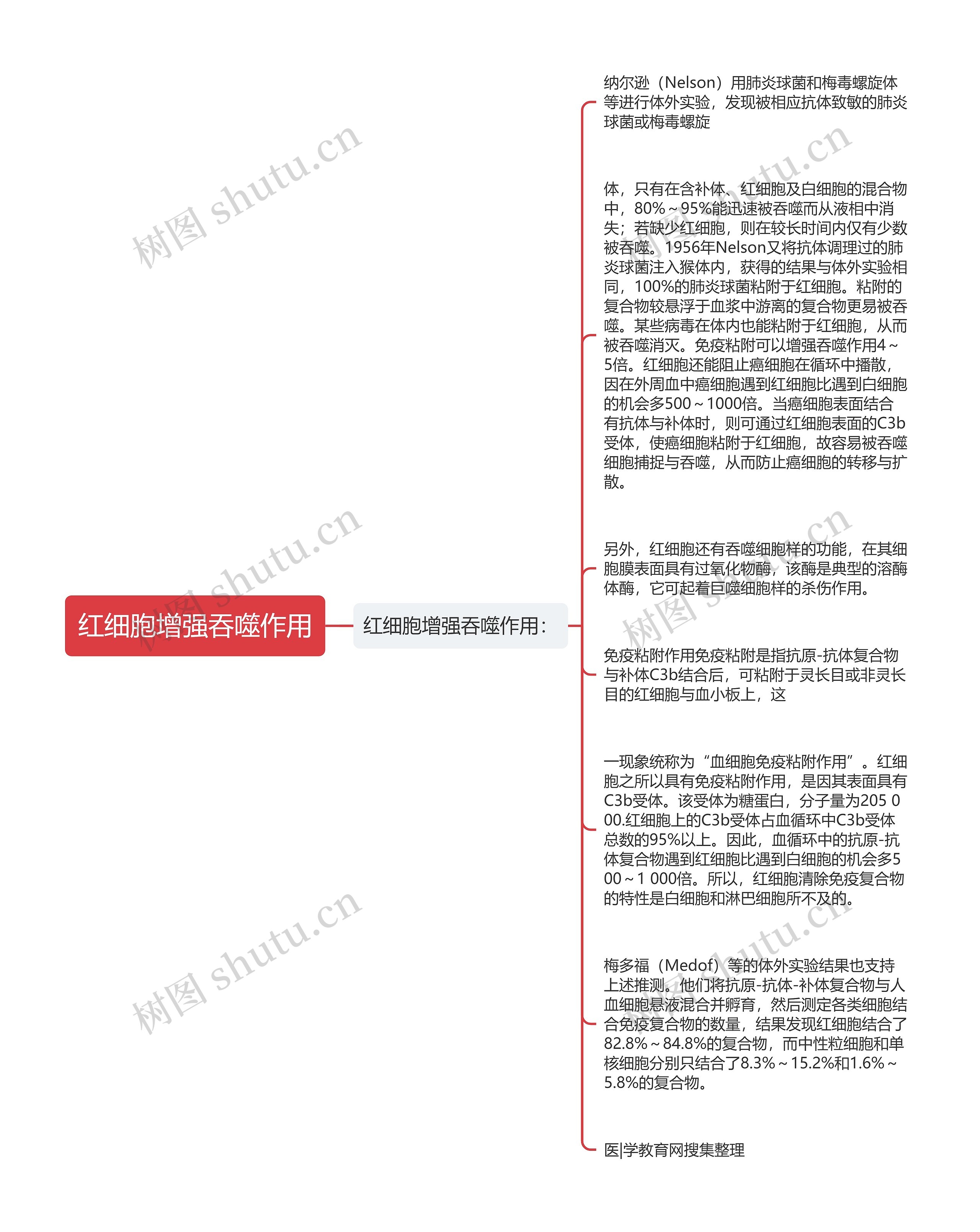 红细胞增强吞噬作用思维导图