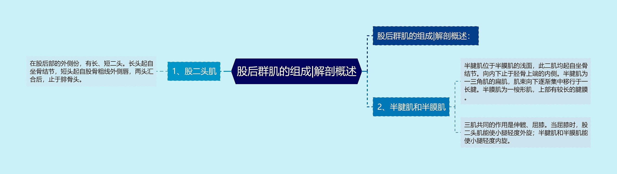 股后群肌的组成|解剖概述 股后群肌的组成|解剖概述