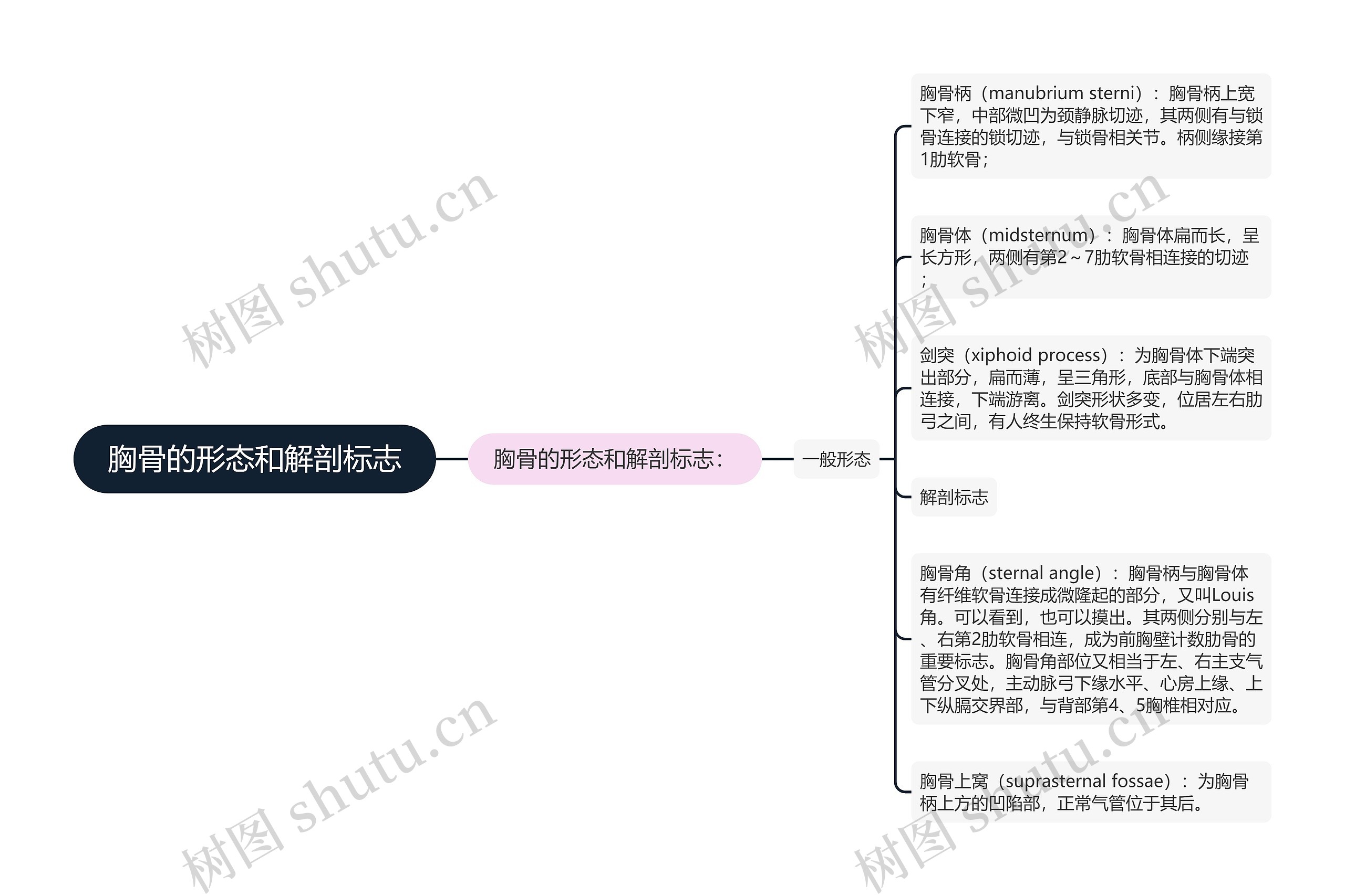 胸骨的形态和解剖标志思维导图