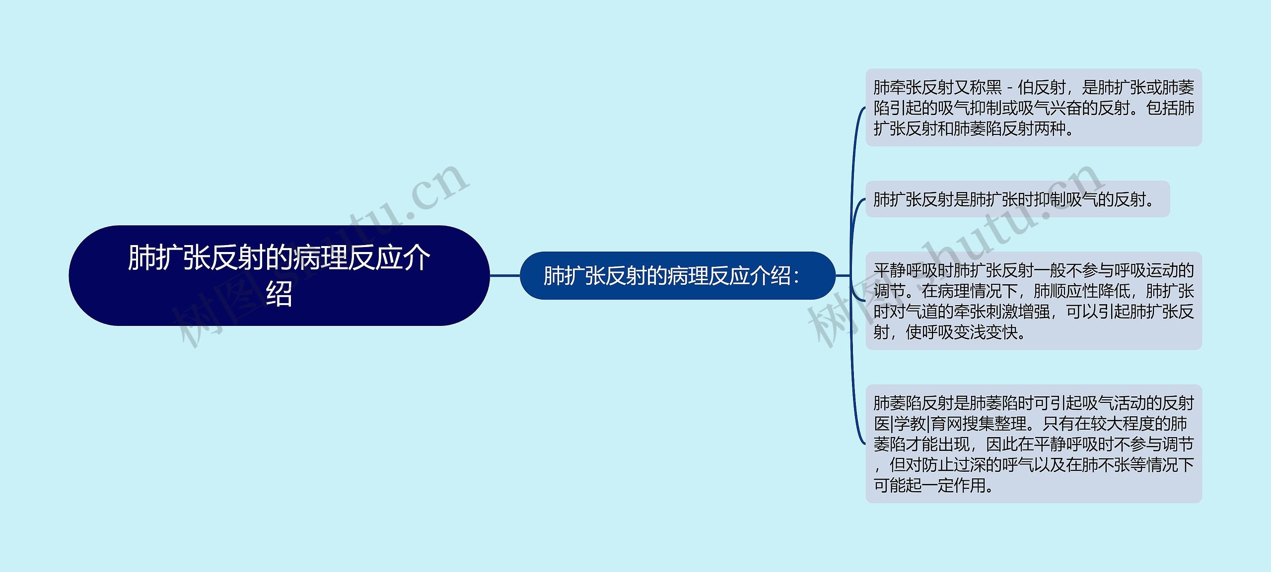 肺扩张反射图片