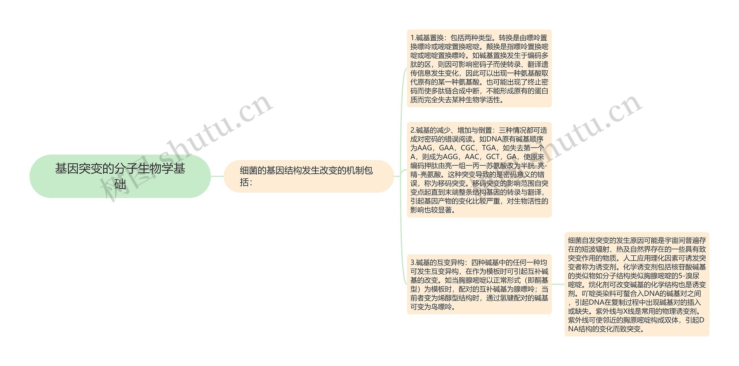 基因突变的分子生物学基础思维导图