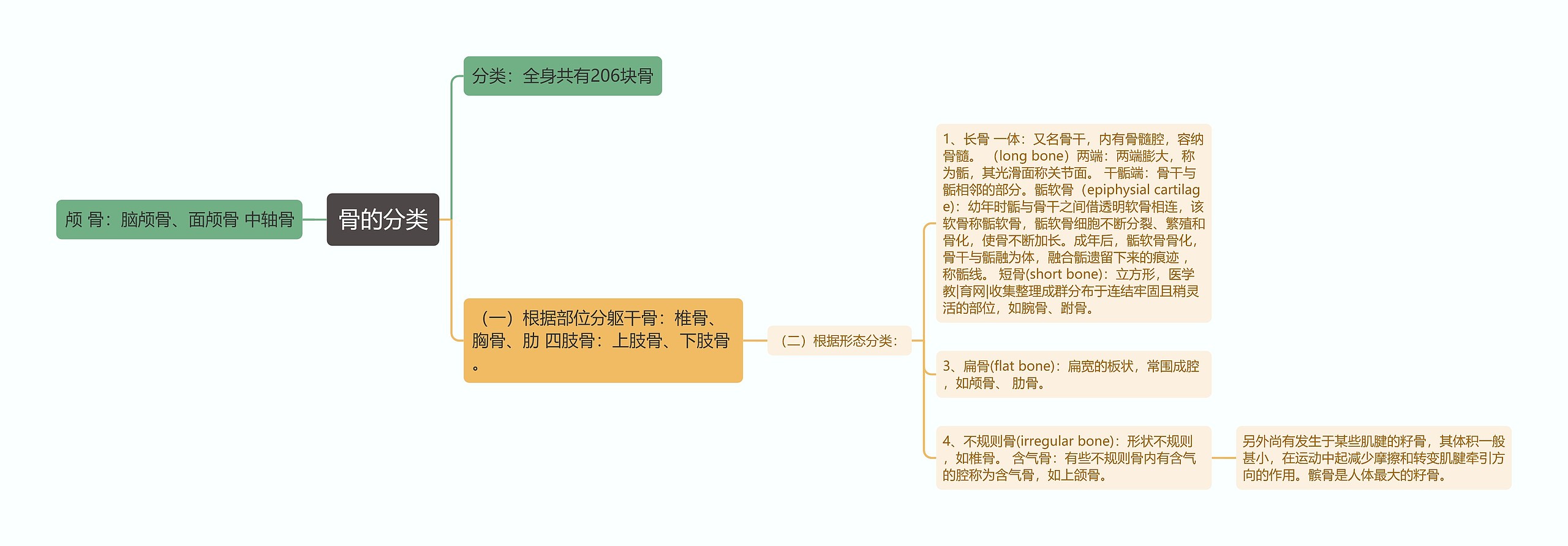 骨的分类