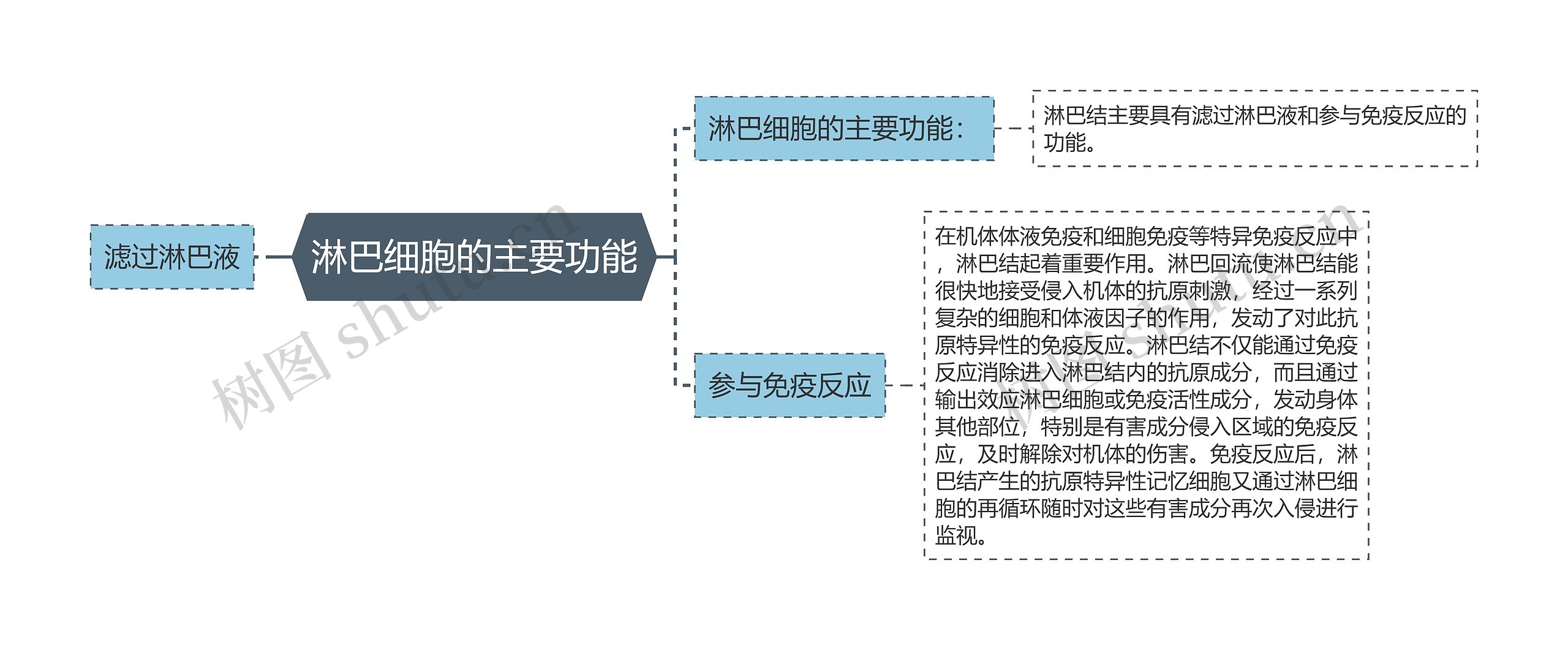 淋巴细胞的主要功能思维导图