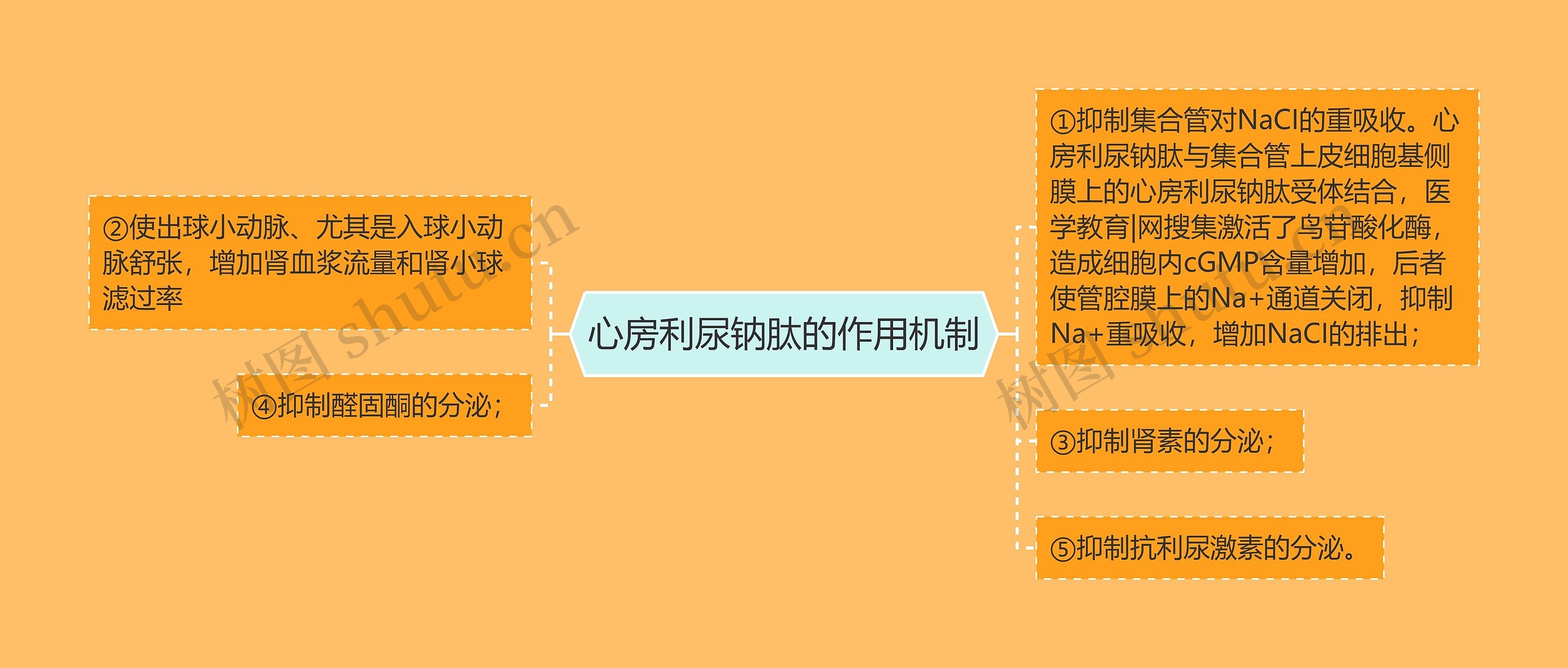 心房利尿钠肽的作用机制思维导图