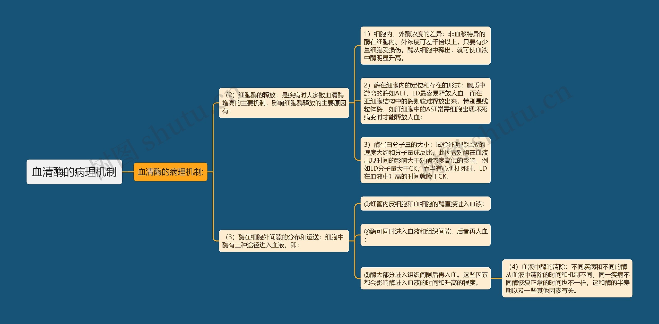 血清酶的病理机制思维导图