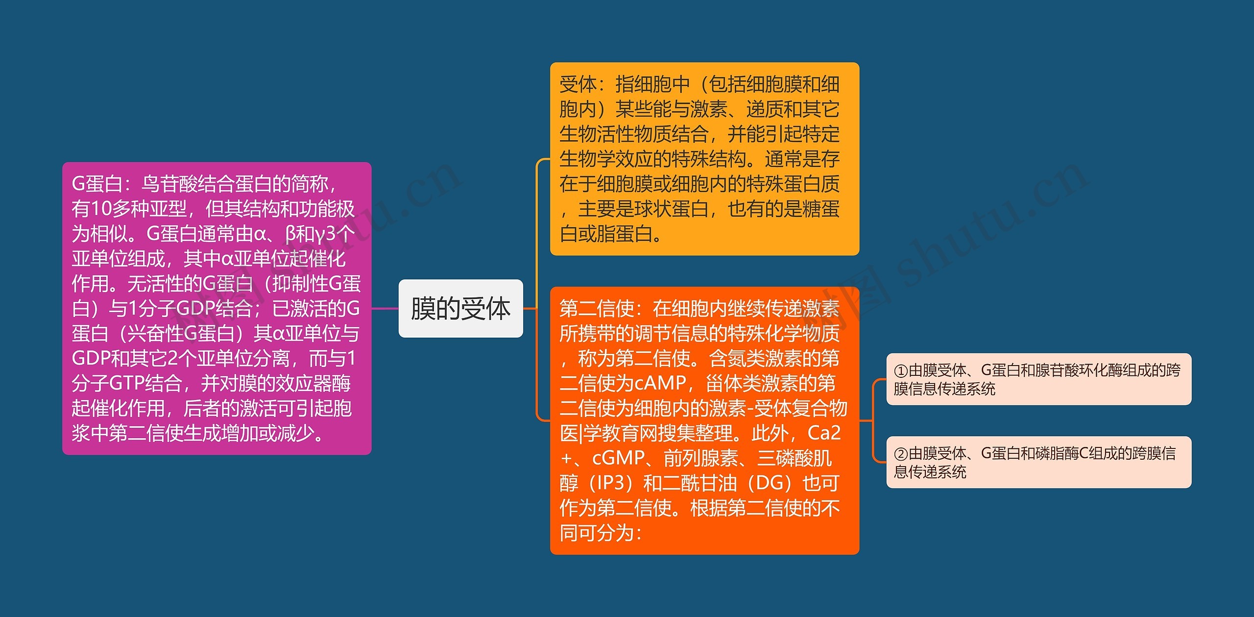 膜的受体 膜的受体