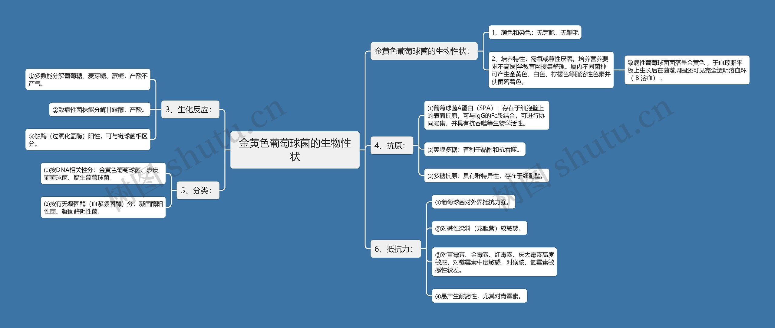 金黄色葡萄球菌的生物性状思维导图