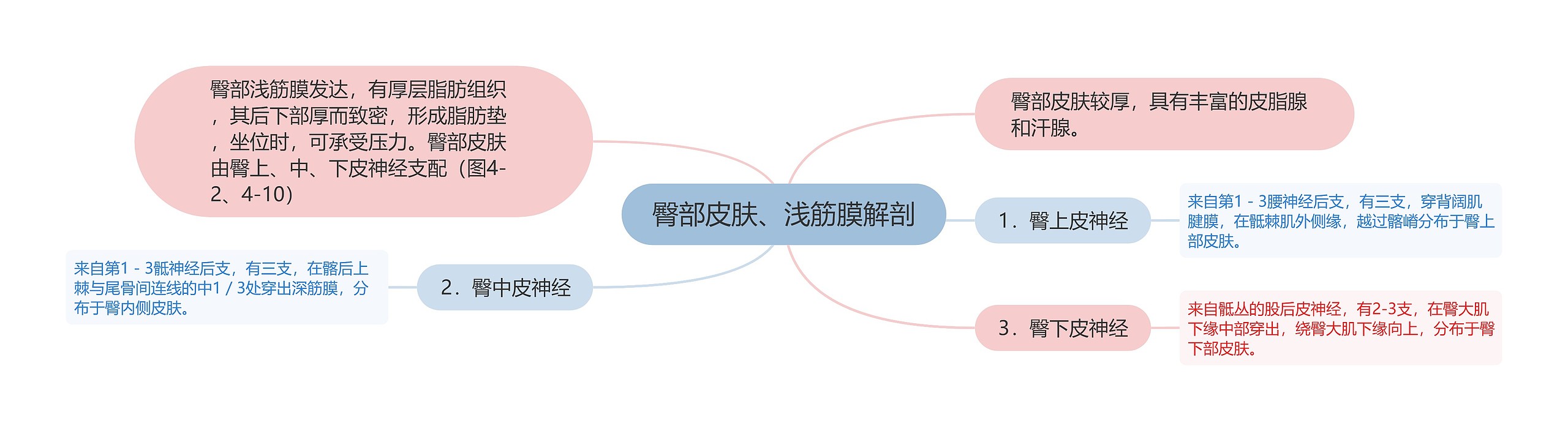 臀部皮肤、浅筋膜解剖思维导图