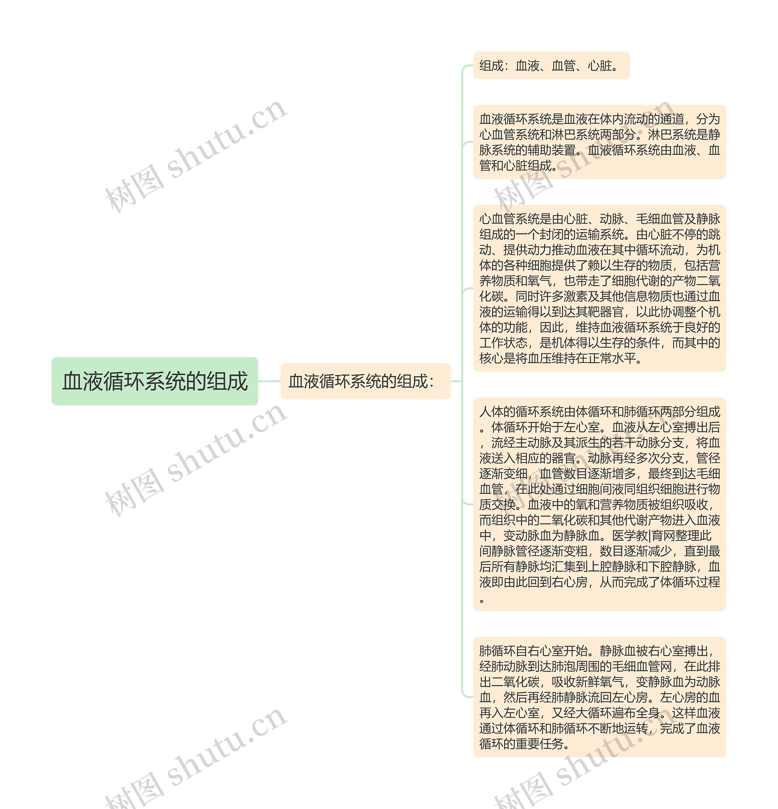 血液循环系统的组成思维导图