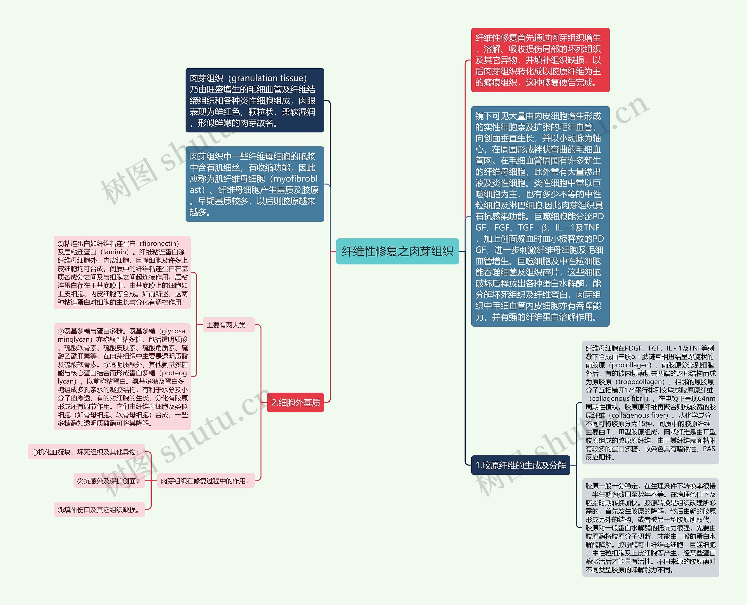 纤维性修复之肉芽组织思维导图