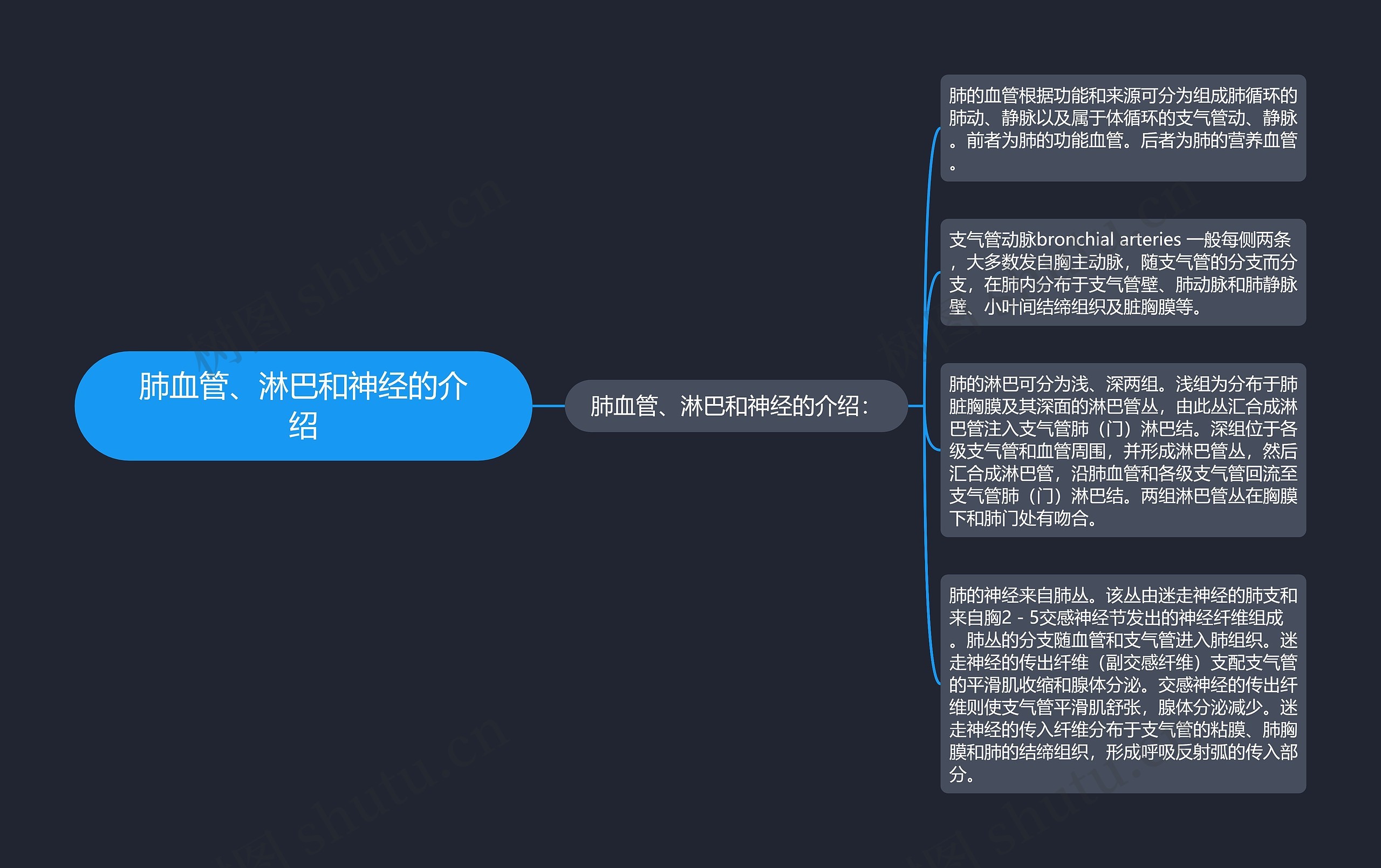 肺血管、淋巴和神经的介绍思维导图