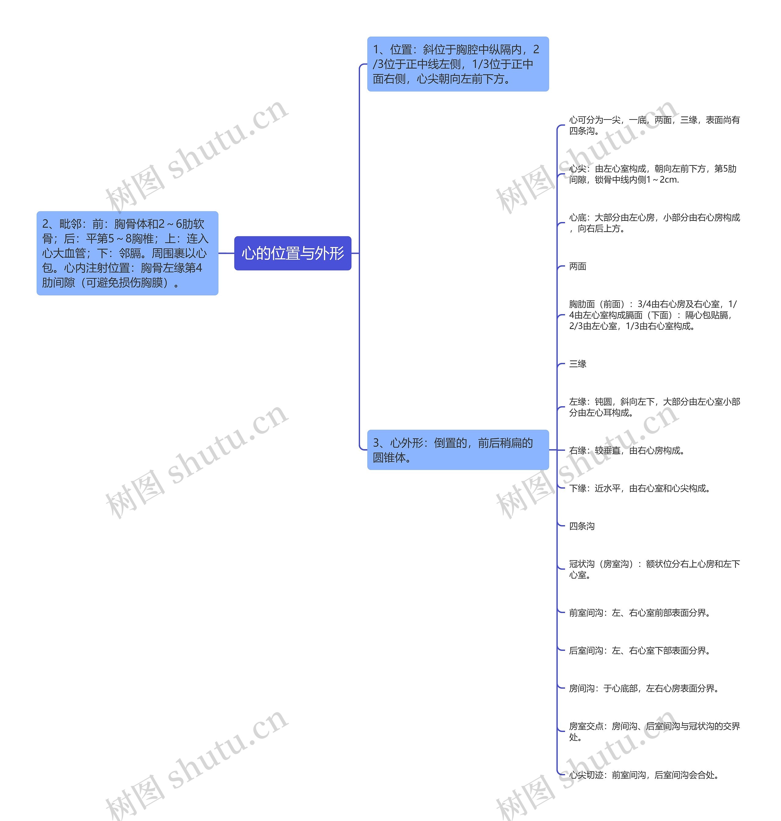 心的位置与外形 心的位置与外形