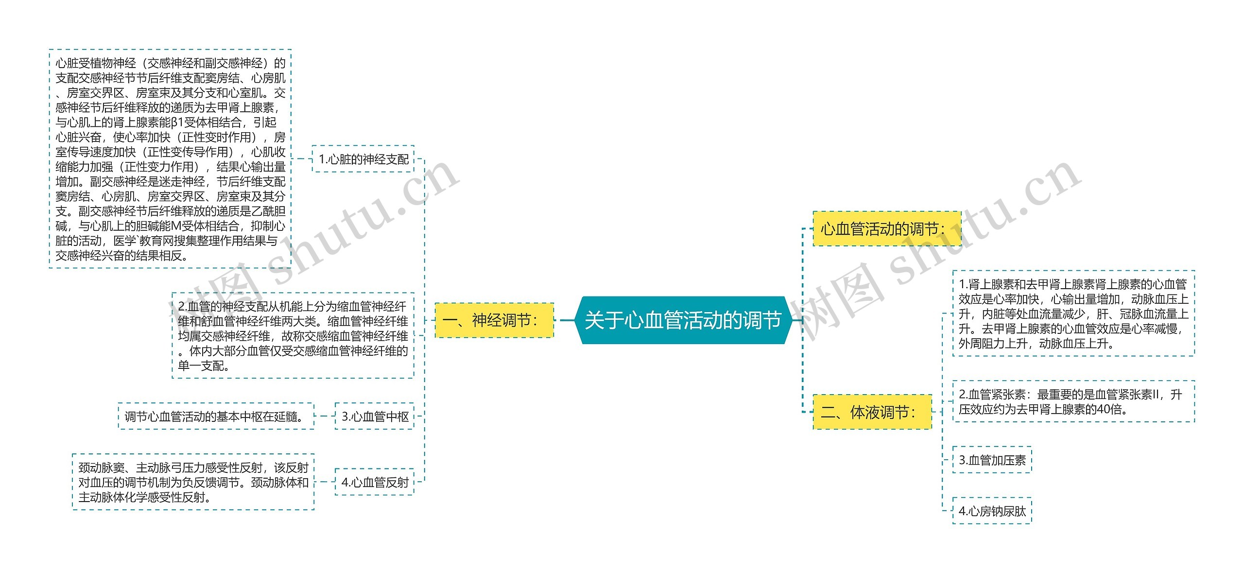 关于心血管活动的调节思维导图