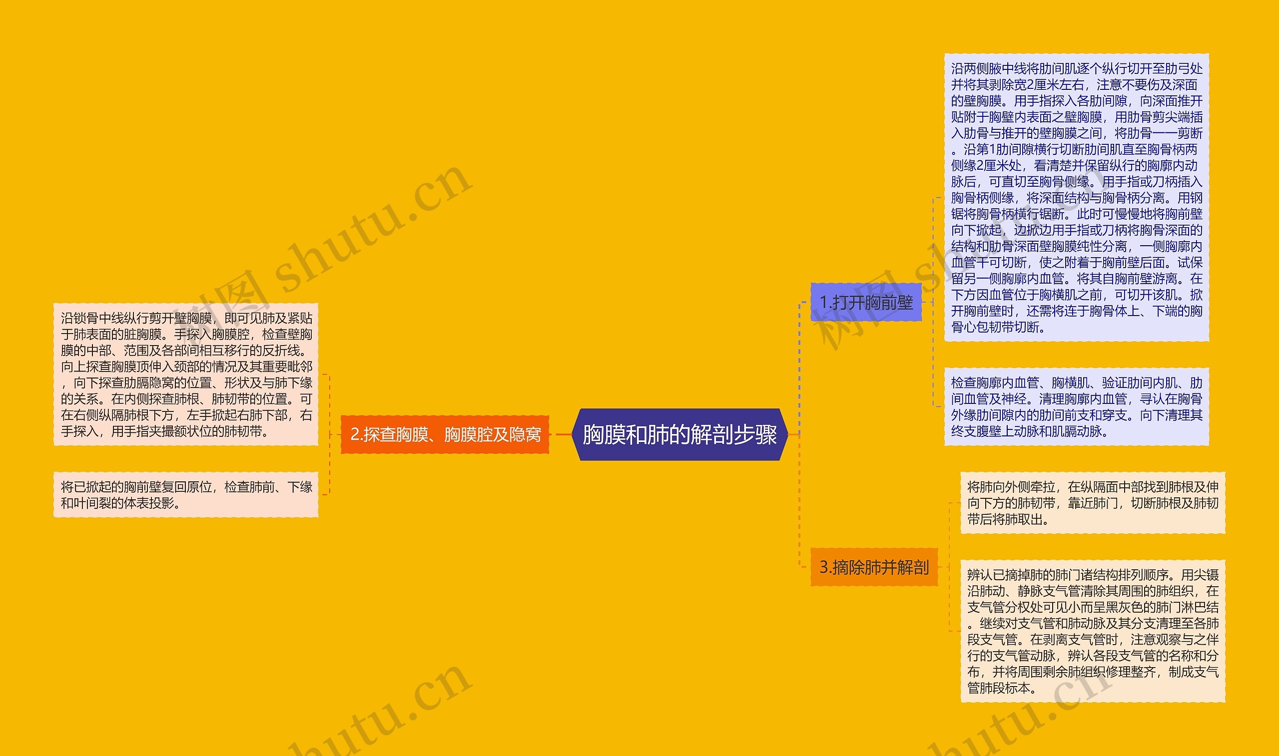 胸膜和肺的解剖步骤思维导图