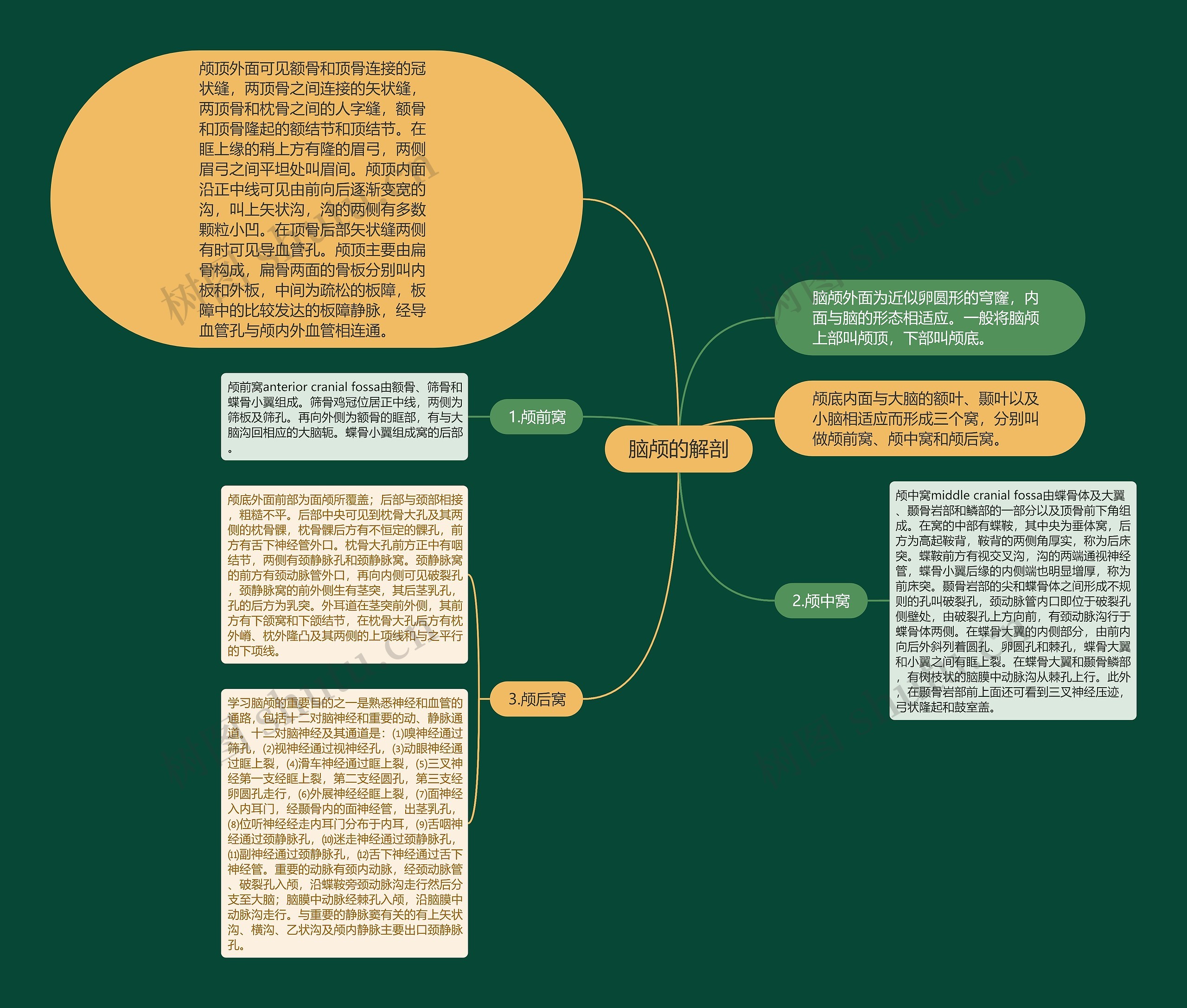 脑颅的解剖 脑颅的解剖