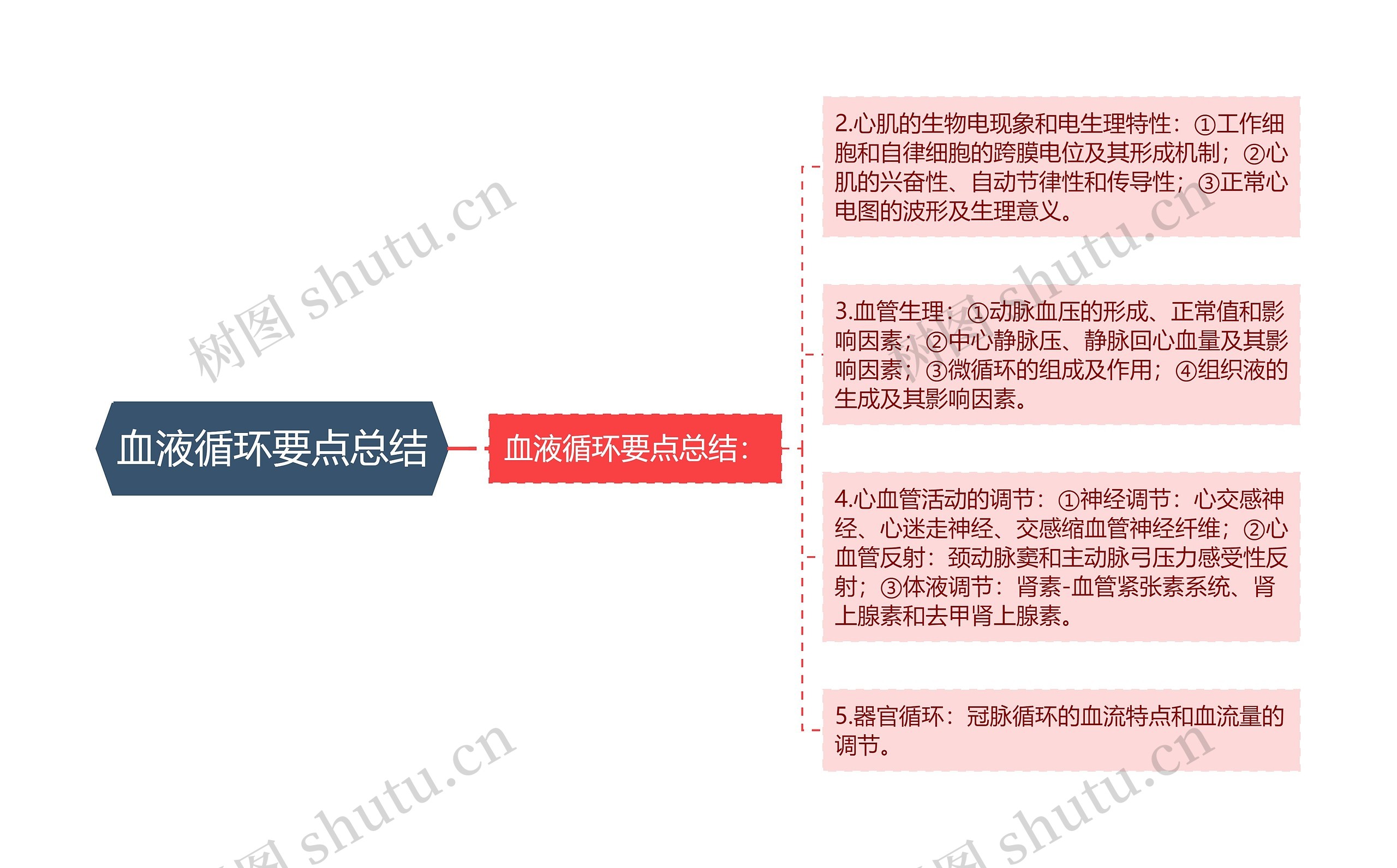 血液循环要点总结思维导图