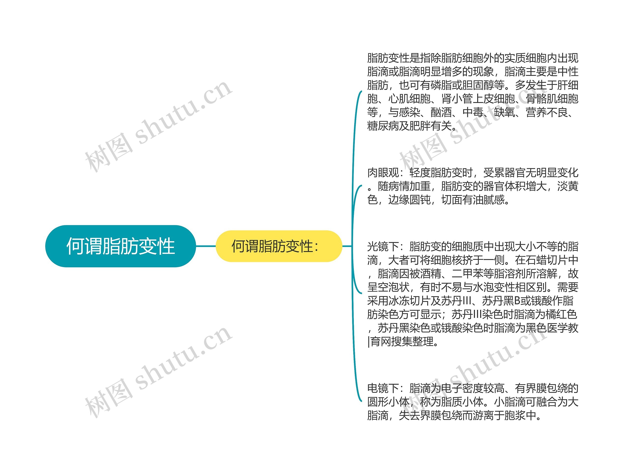 何谓脂肪变性思维导图