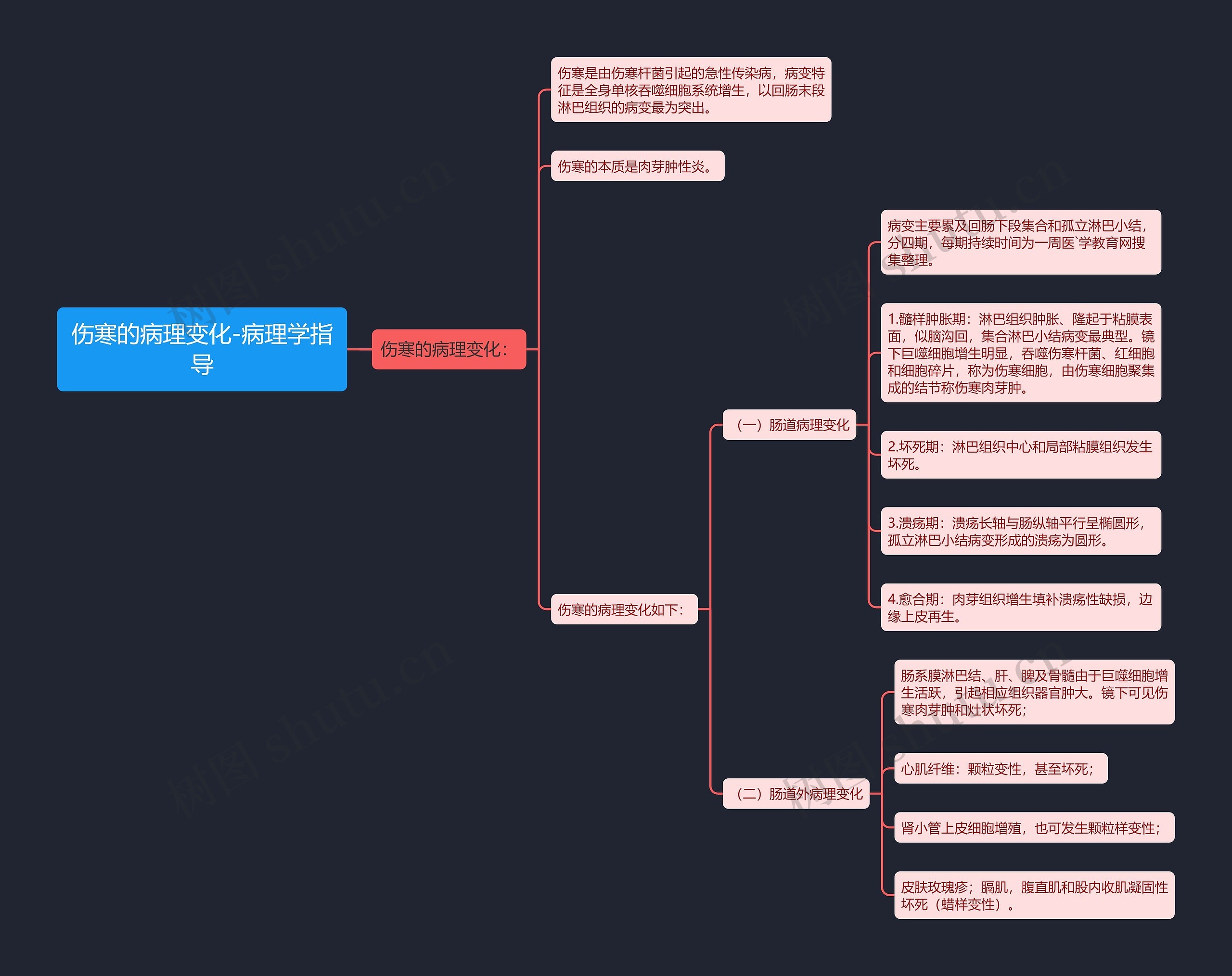 伤寒的病理变化-病理学指导思维导图