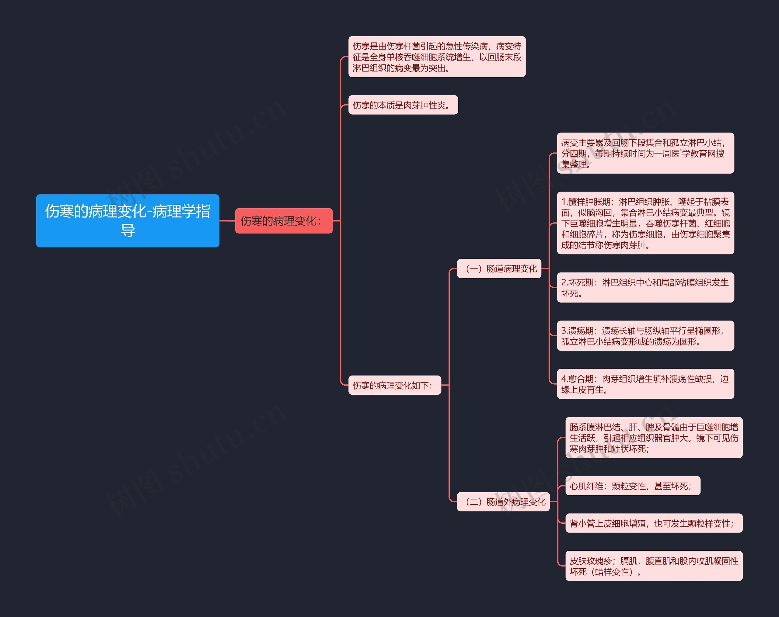 伤寒的病理变化-病理学指导 伤寒的病理变化-病理学指导