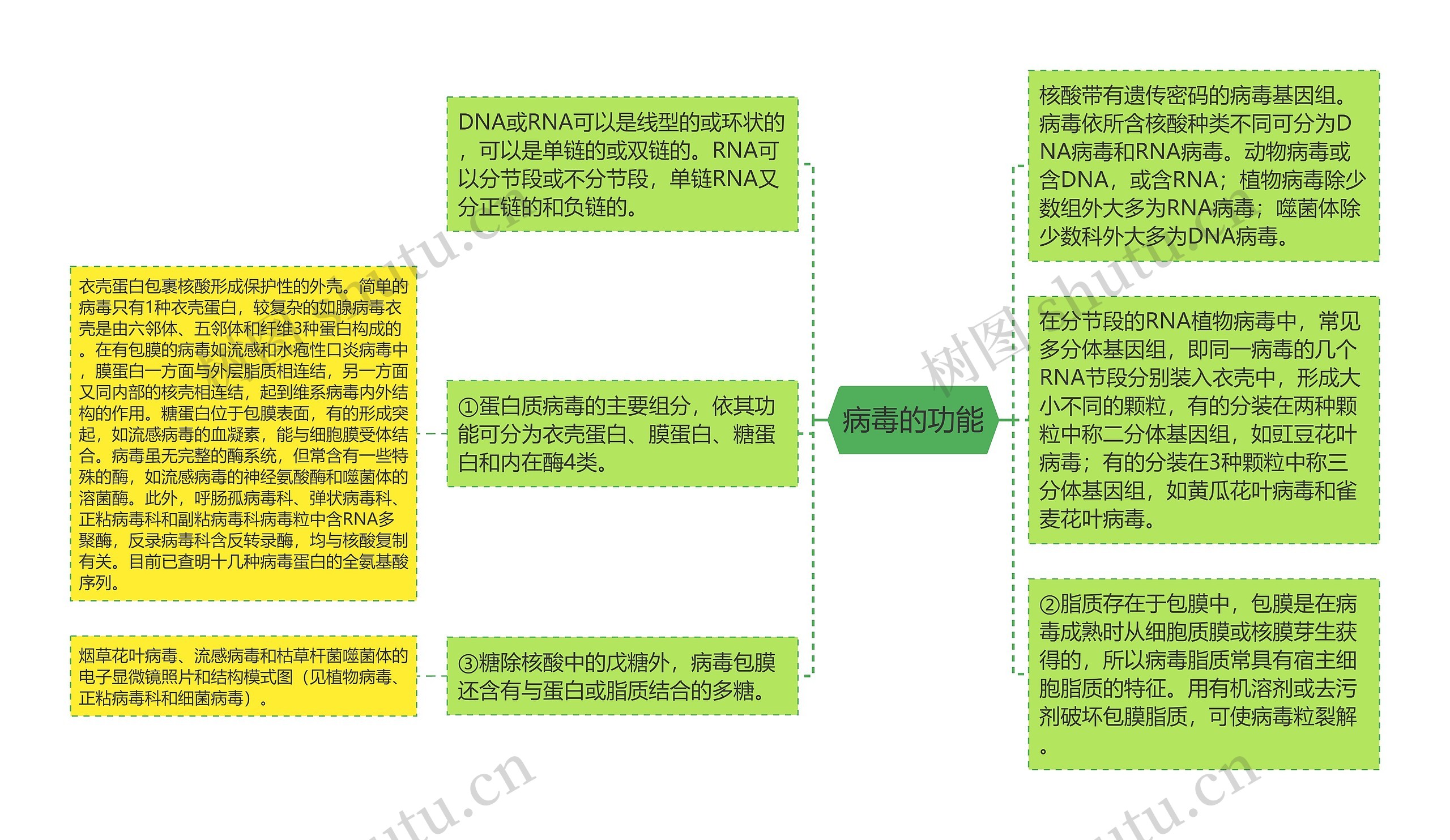 病毒的功能思维导图