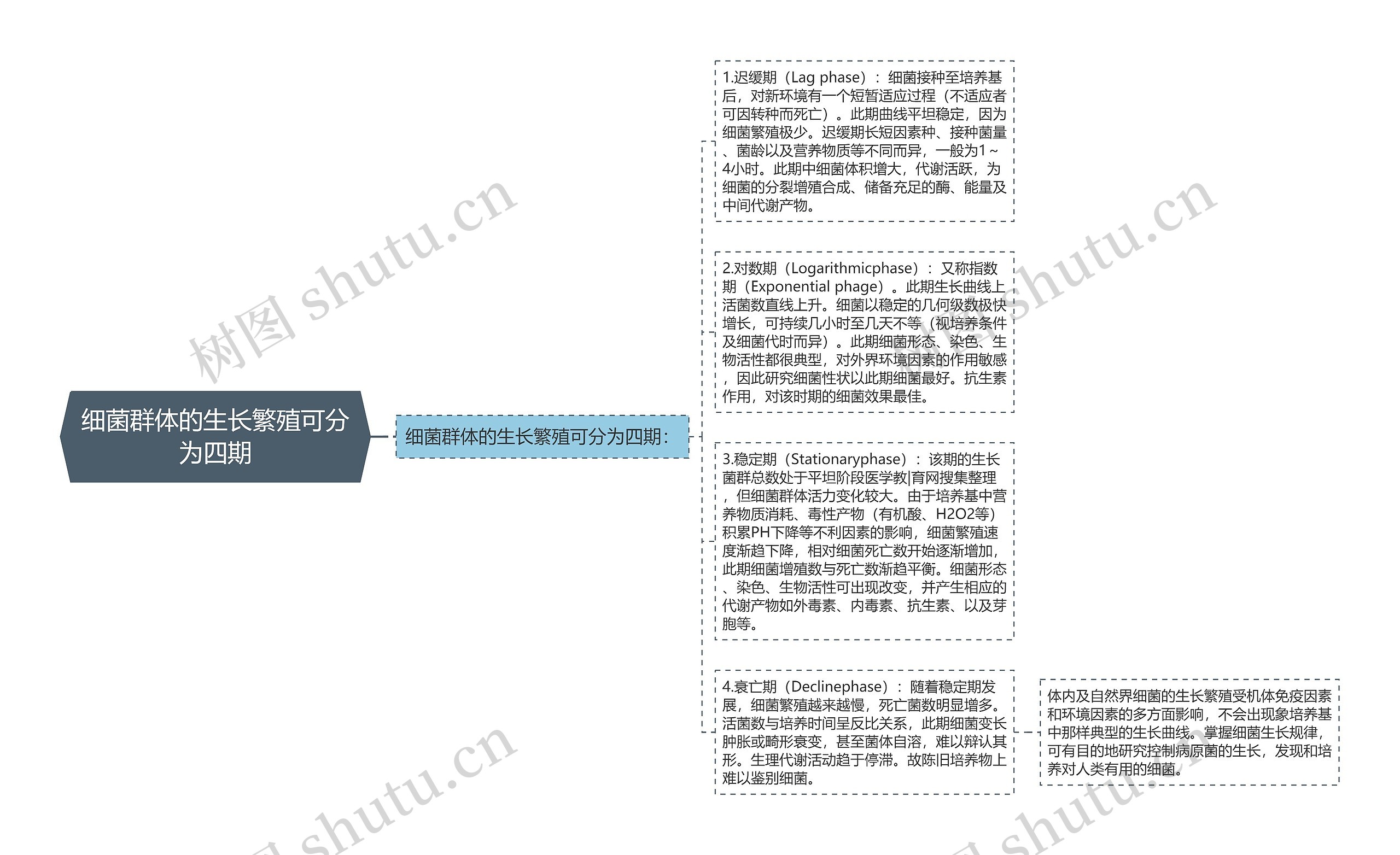 细菌群体的生长繁殖可分为四期