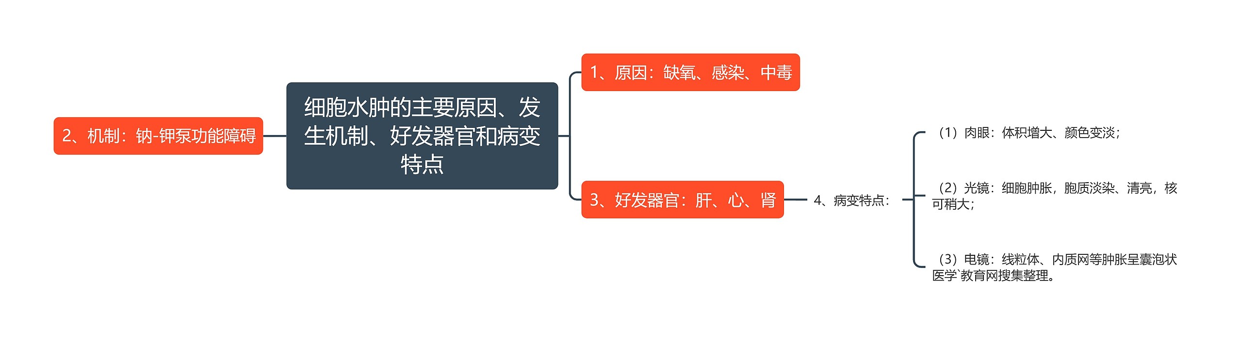 细胞水肿的主要原因、发生机制、好发器官和病变特点思维导图