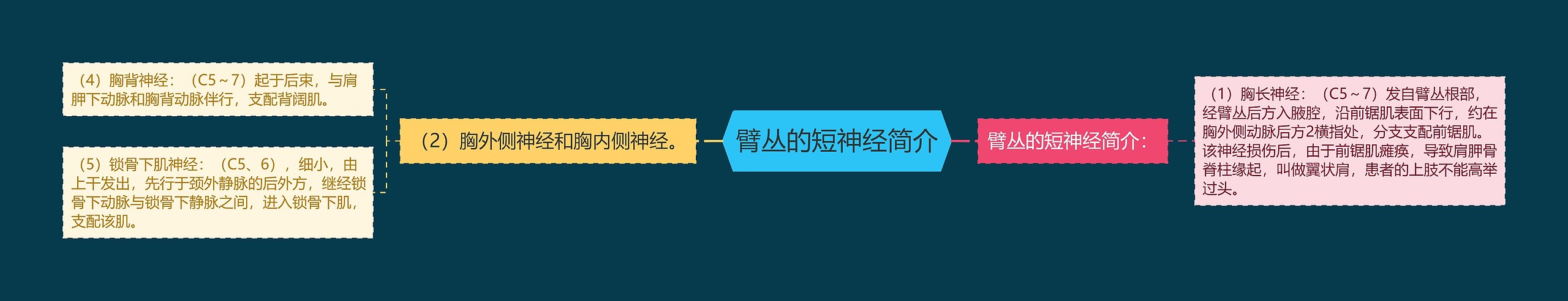 臂丛的短神经简介 臂丛的短神经简介