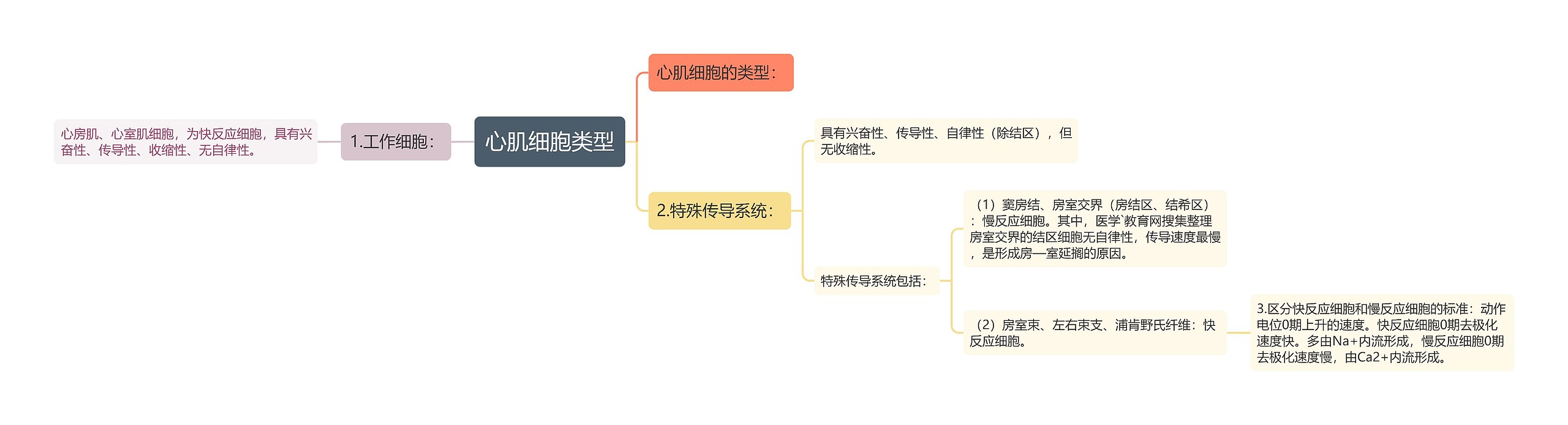 心肌细胞类型思维导图