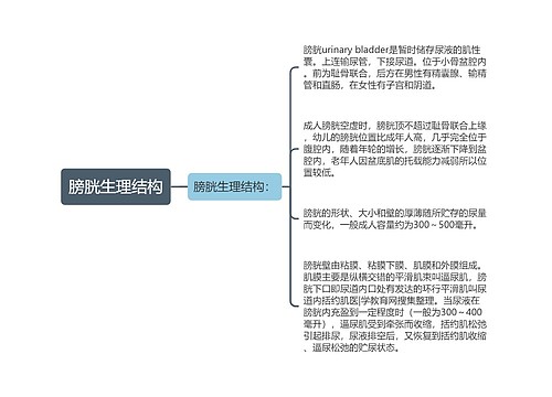 膀胱生理结构