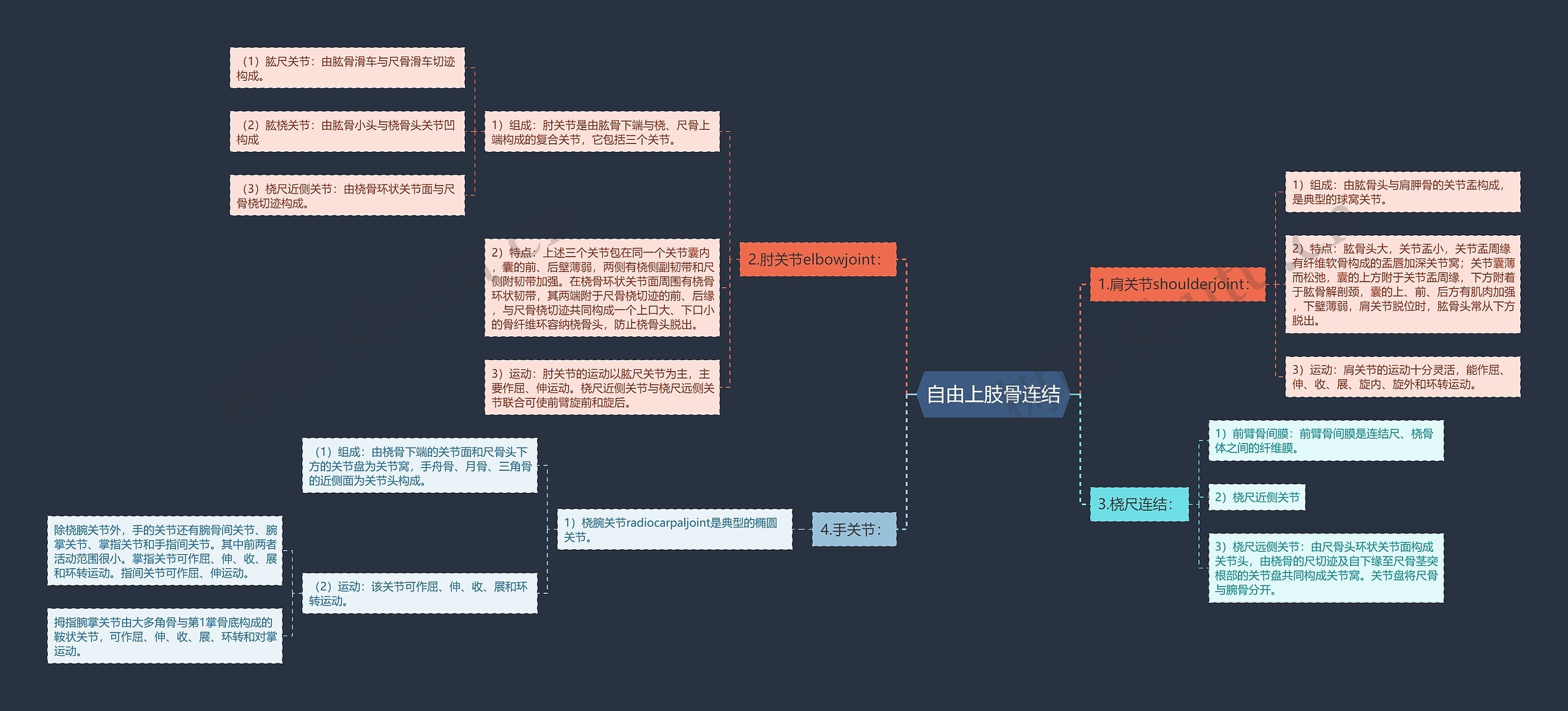 自由上肢骨连结 自由上肢骨连结