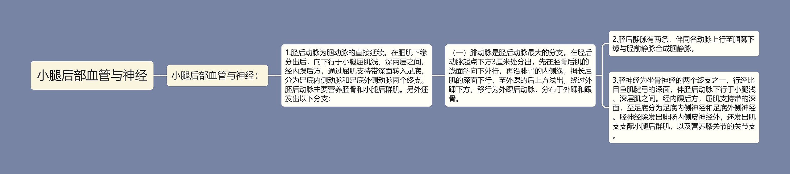 小腿后部血管与神经