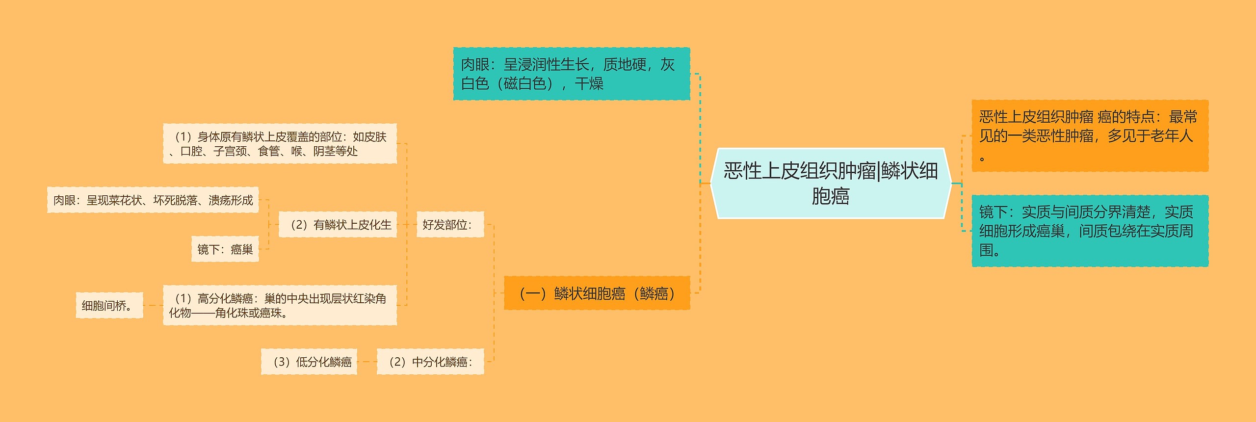 恶性上皮组织肿瘤|鳞状细胞癌思维导图