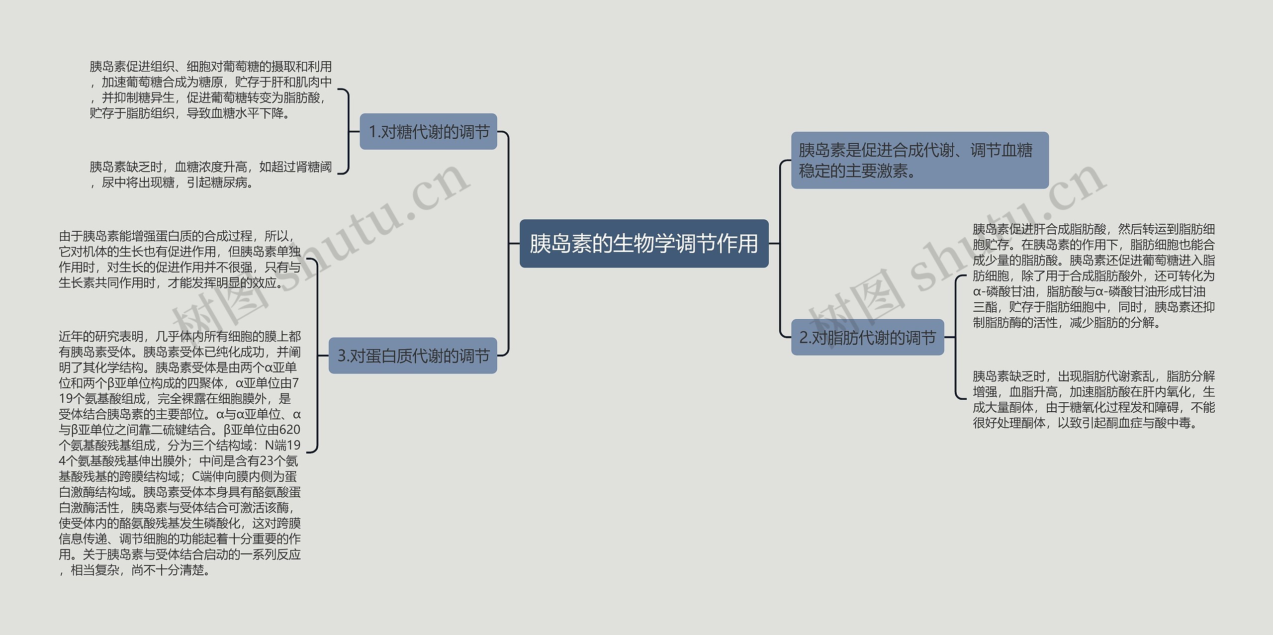 胰岛素的生物学调节作用思维导图