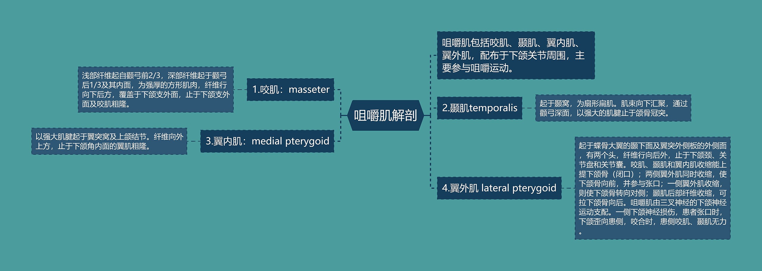 咀嚼肌解剖 咀嚼肌解剖
