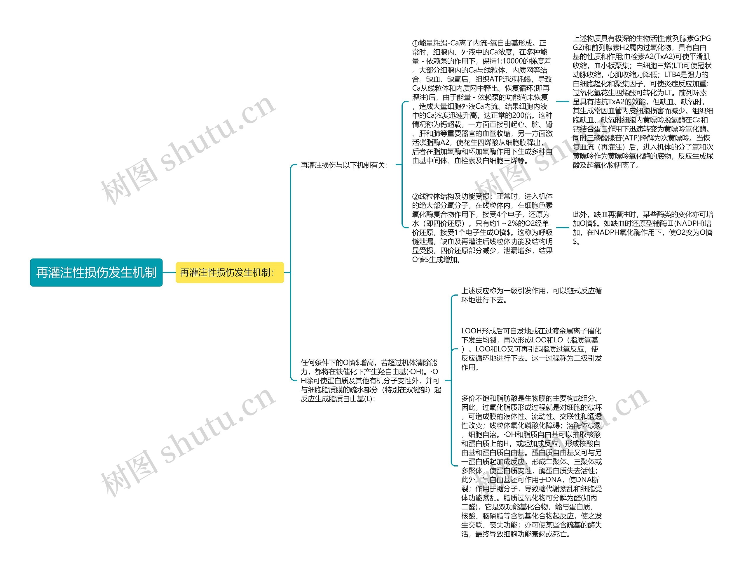 再灌注性损伤发生机制