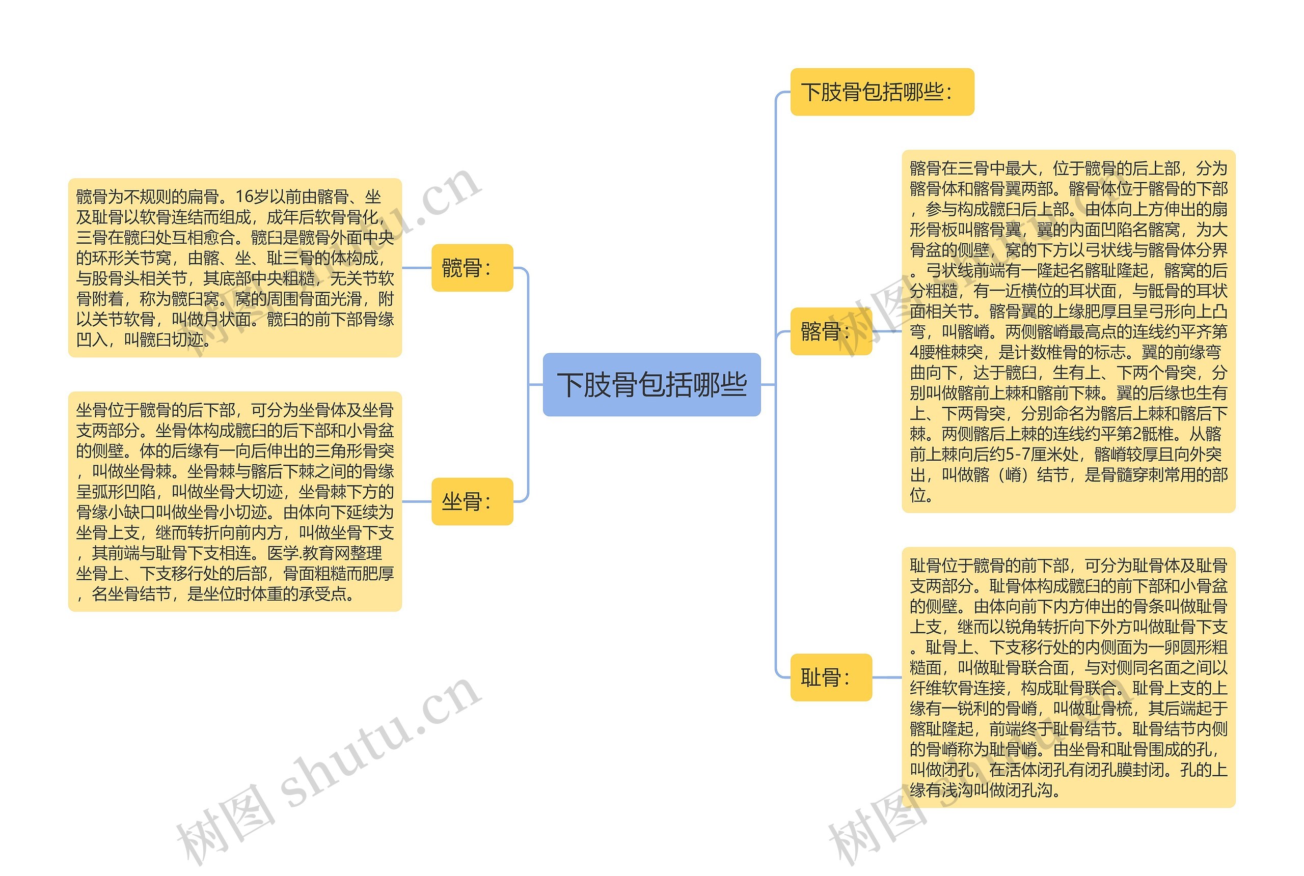 下肢骨包括哪些思维导图