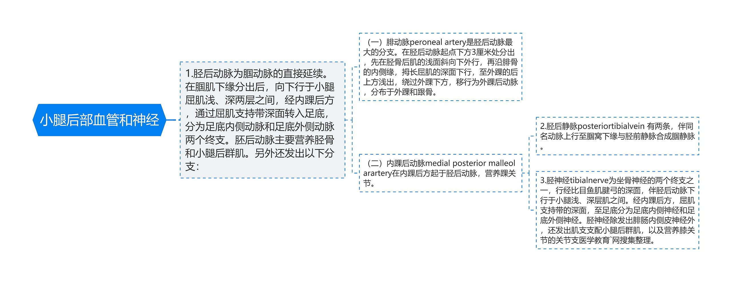 小腿后部血管和神经思维导图