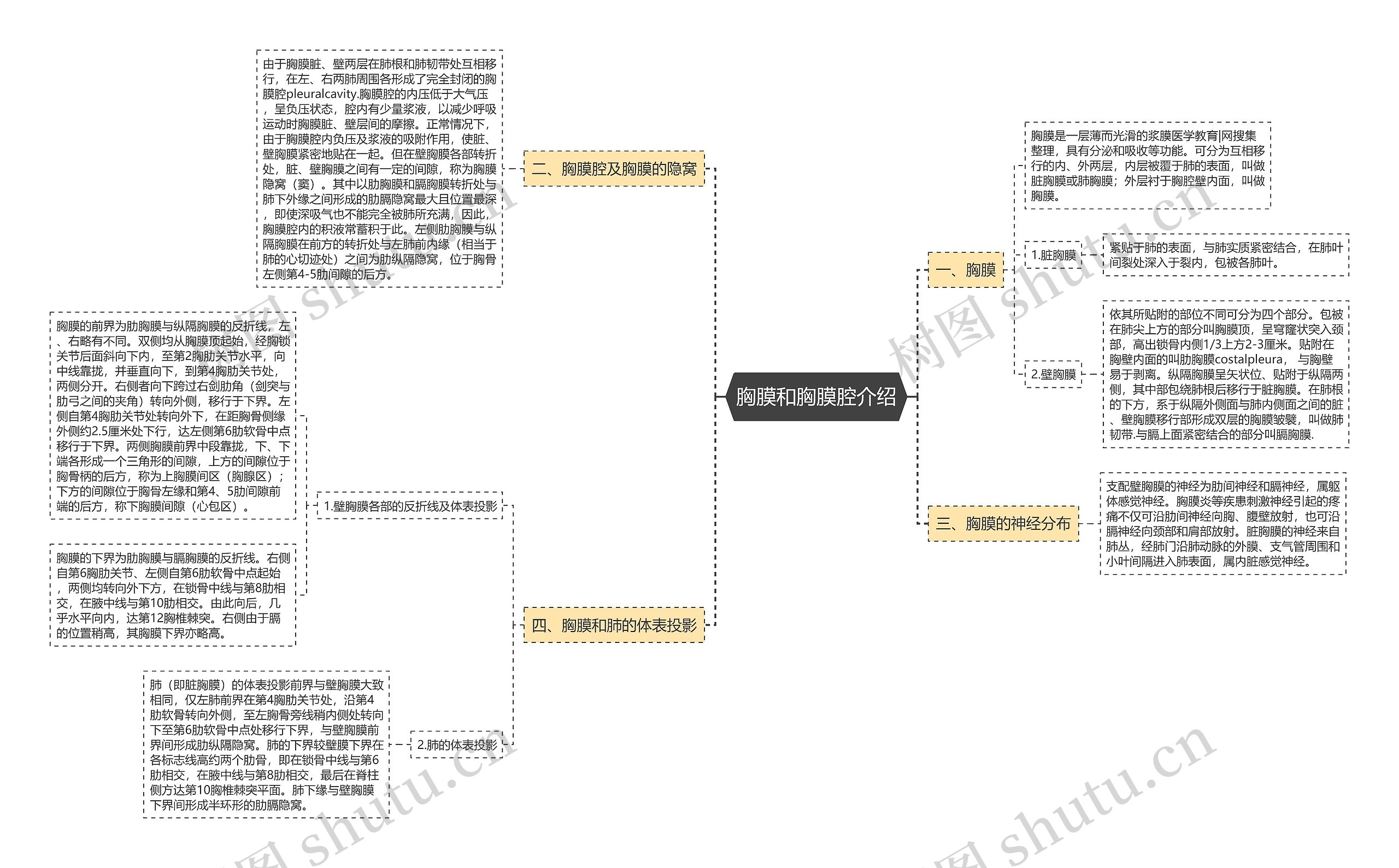 胸膜和胸膜腔介绍思维导图