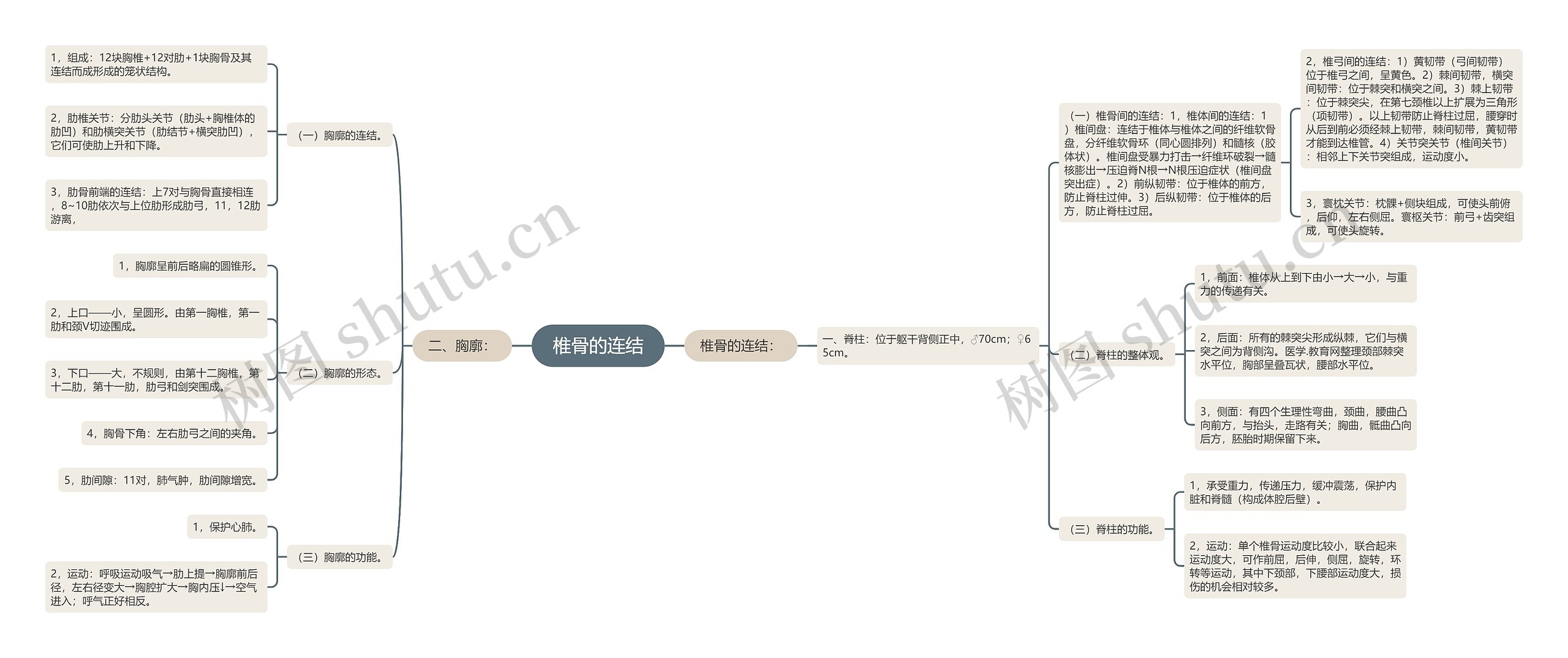 椎骨的连结思维导图