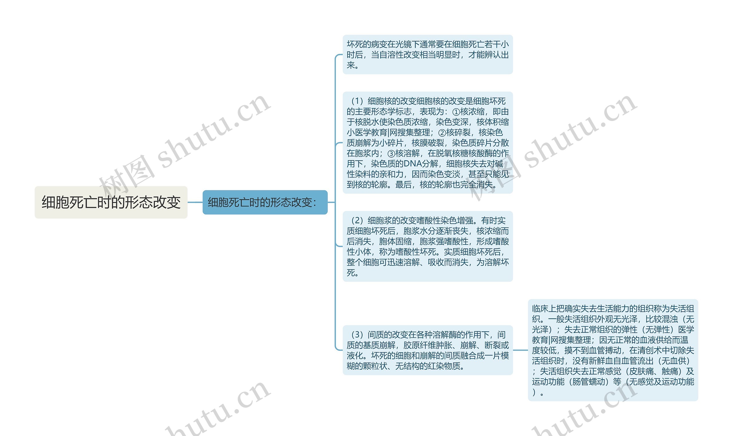 细胞死亡时的形态改变思维导图