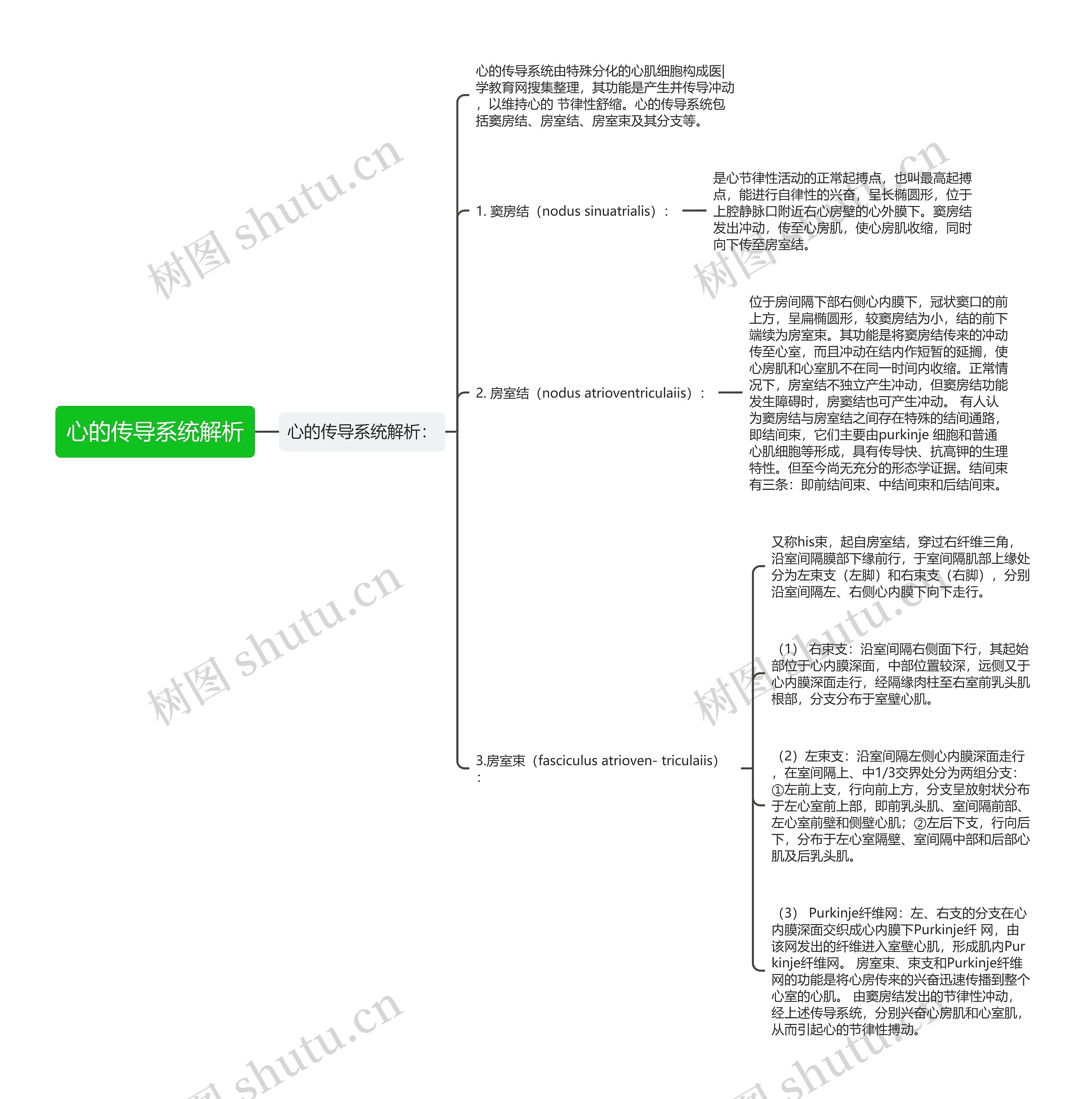 心的传导系统解析思维导图