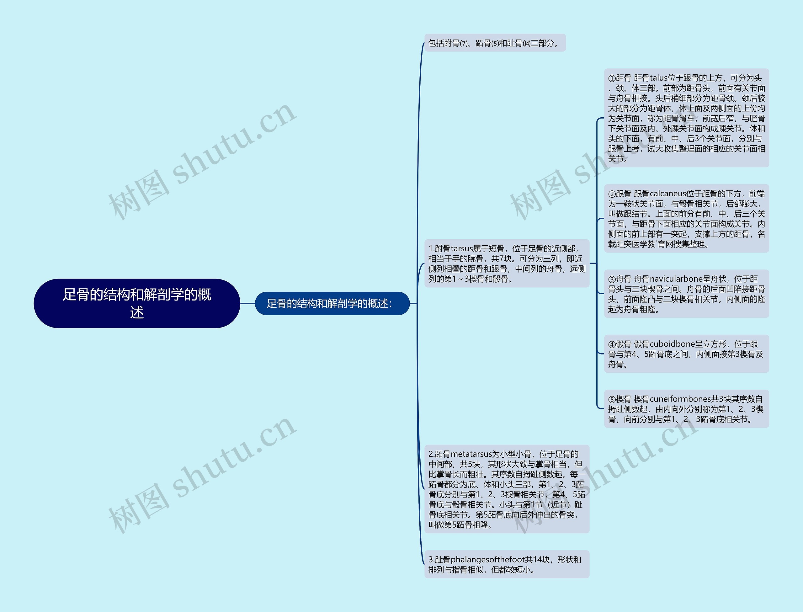 足骨的结构和解剖学的概述思维导图