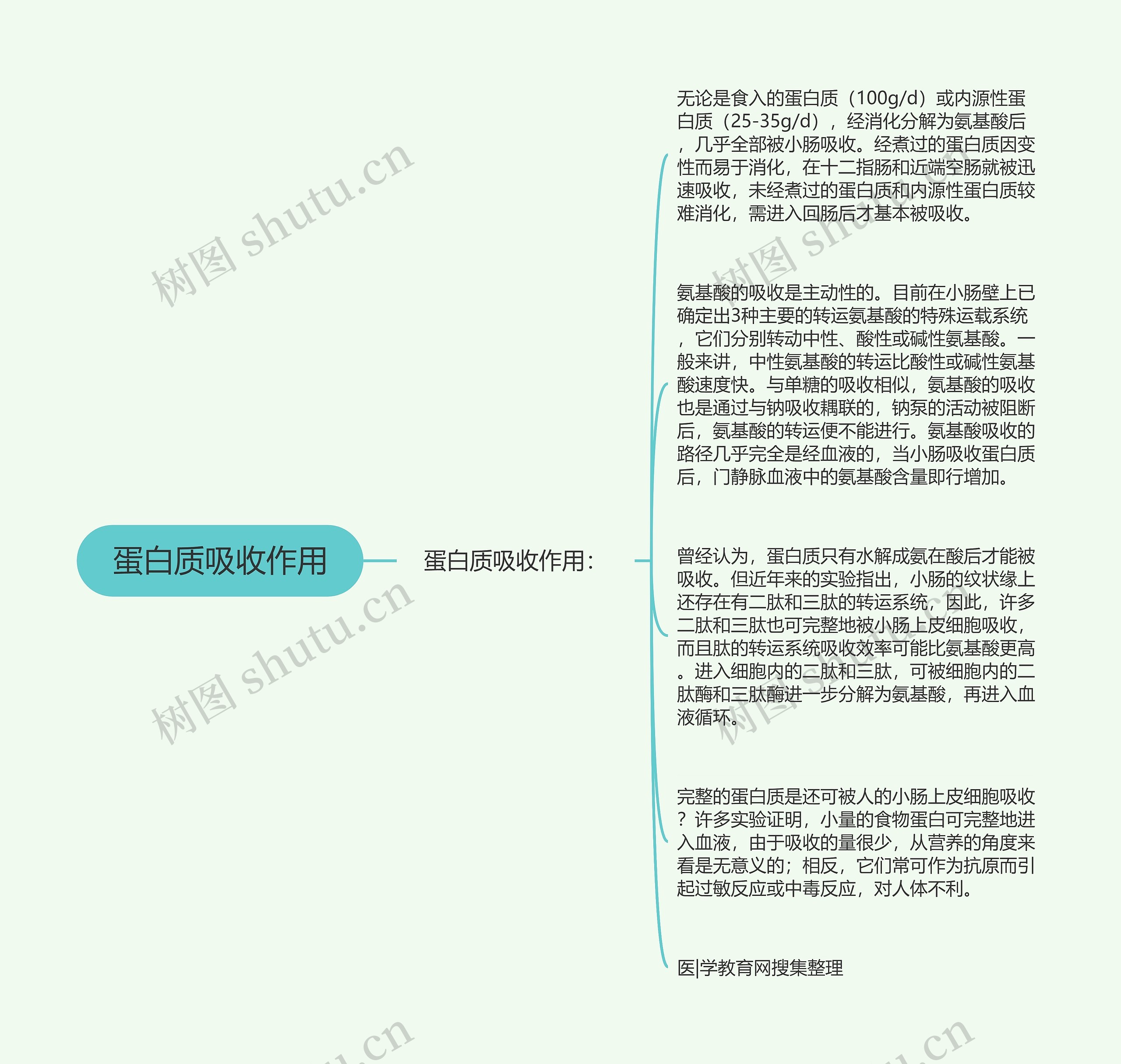 蛋白质吸收作用思维导图