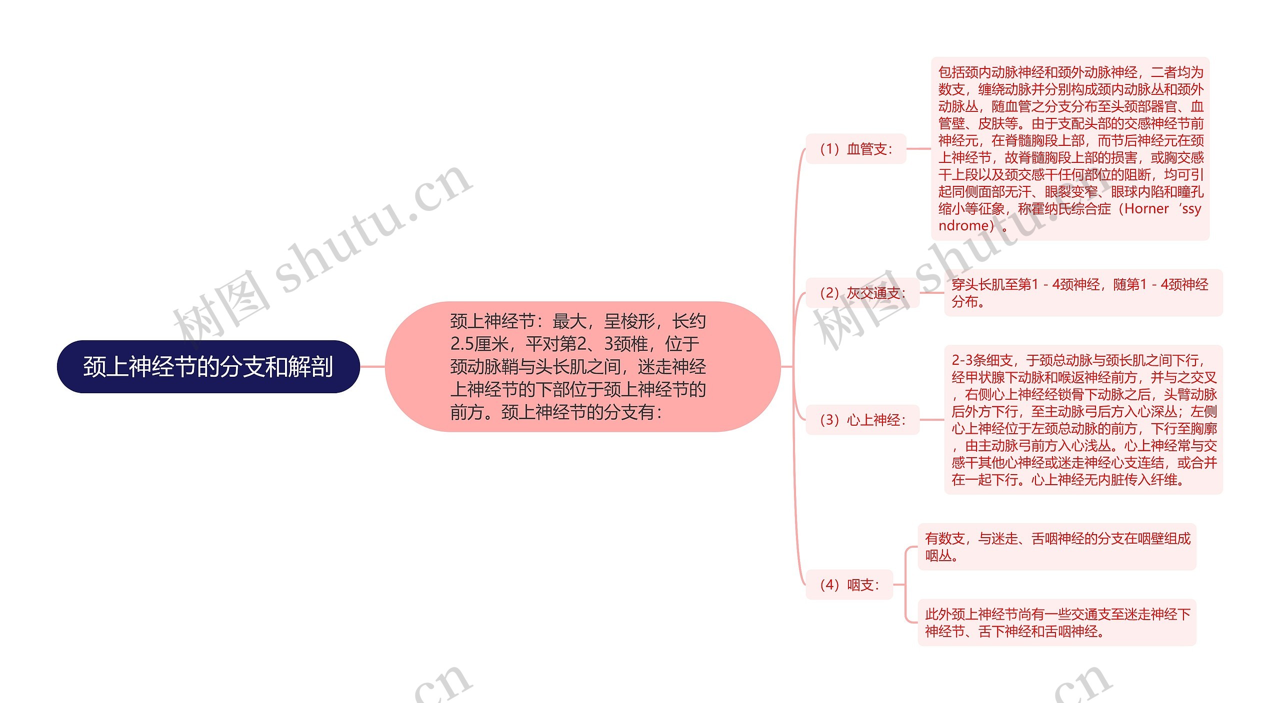 颈上神经节的分支和解剖思维导图